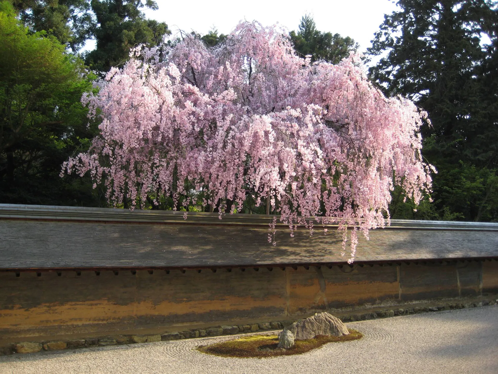 Kvetoucí třešeň za cihlovou zdí