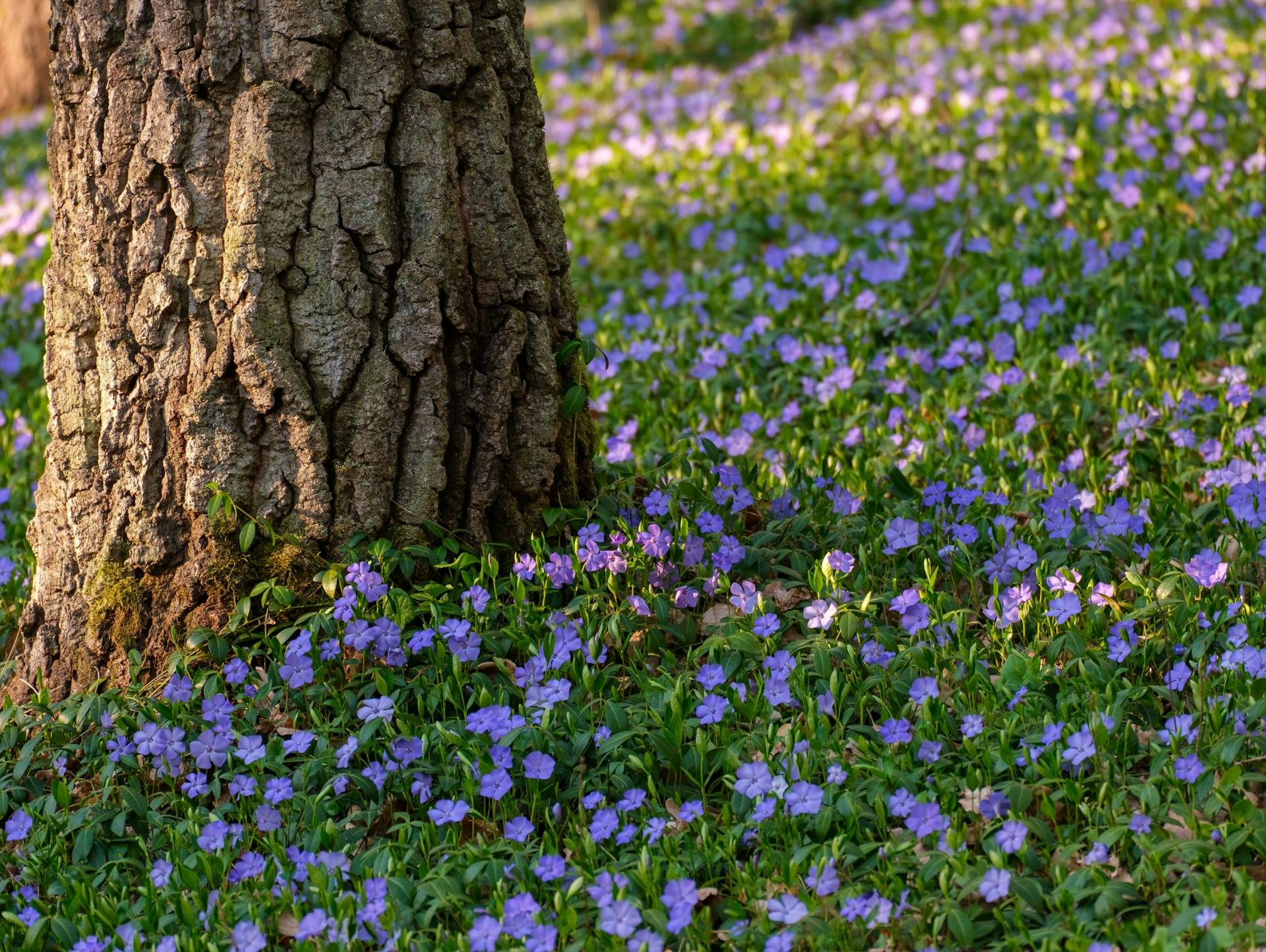 Dub s podrastom z fialových kvetov