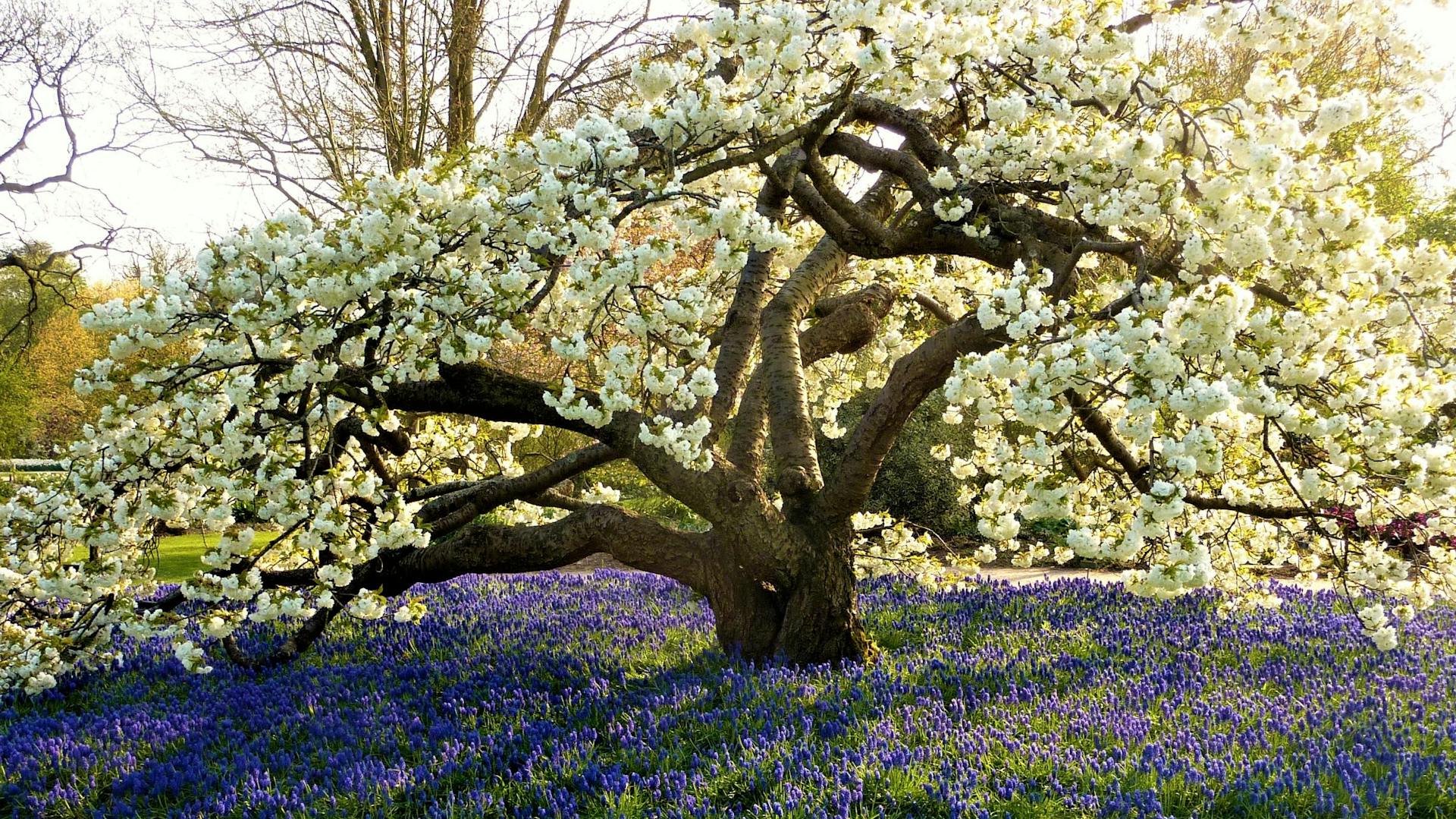 Čerešňa s podrastom