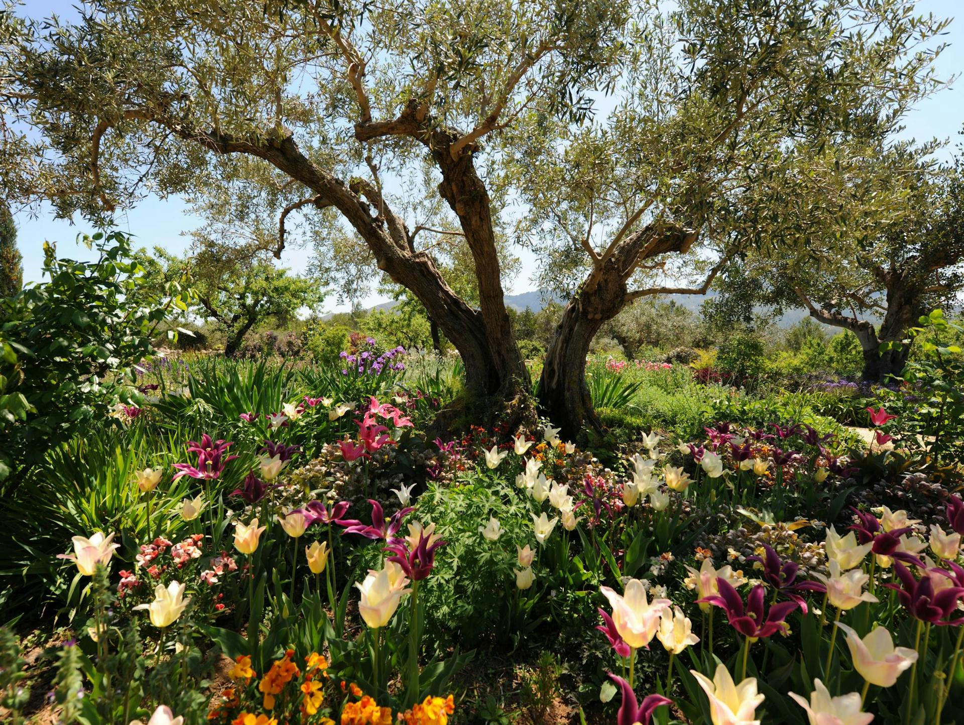 Olivovník s podrastom z divokých tulipánov