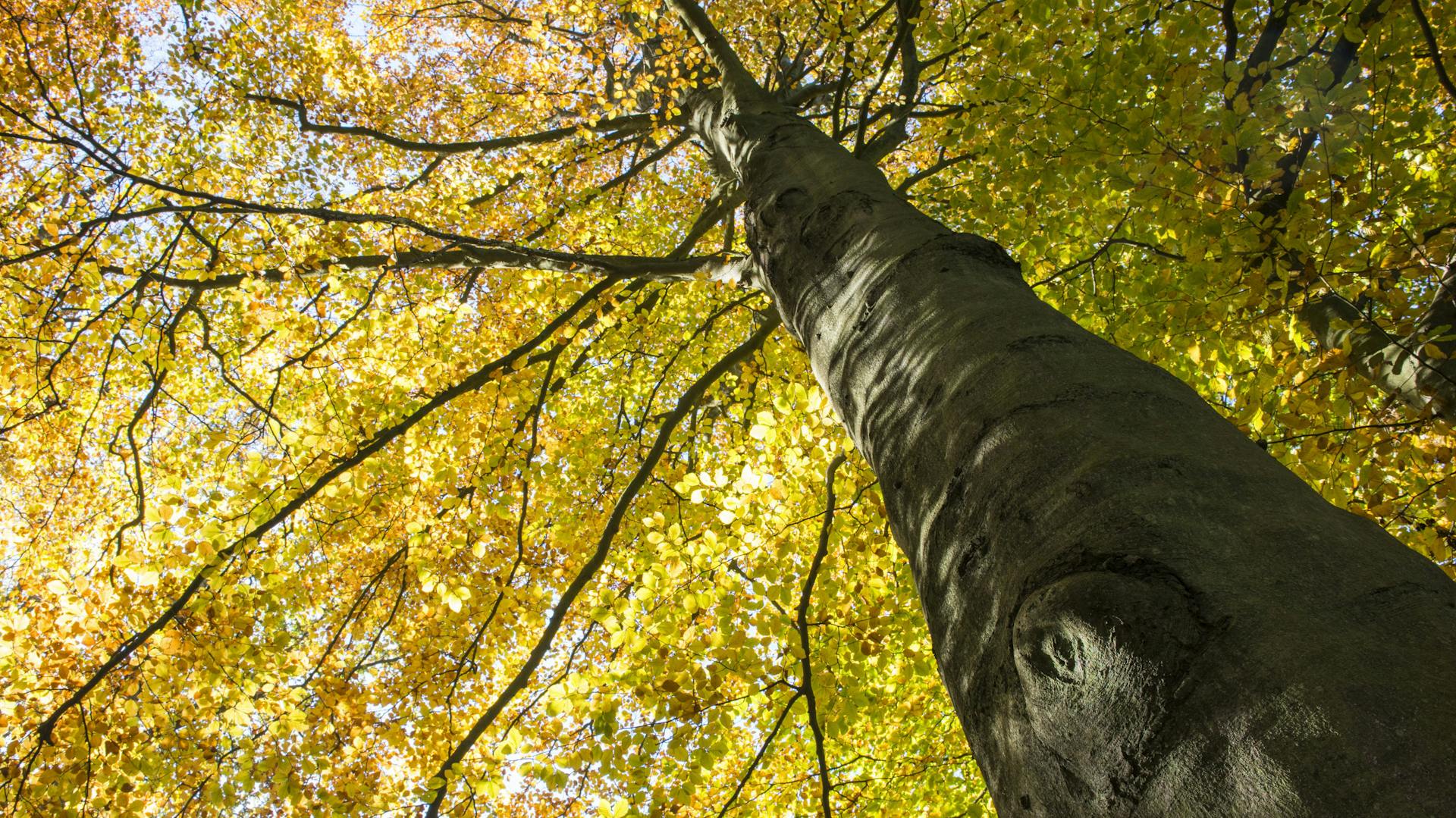 Rovný kmen buku lesního