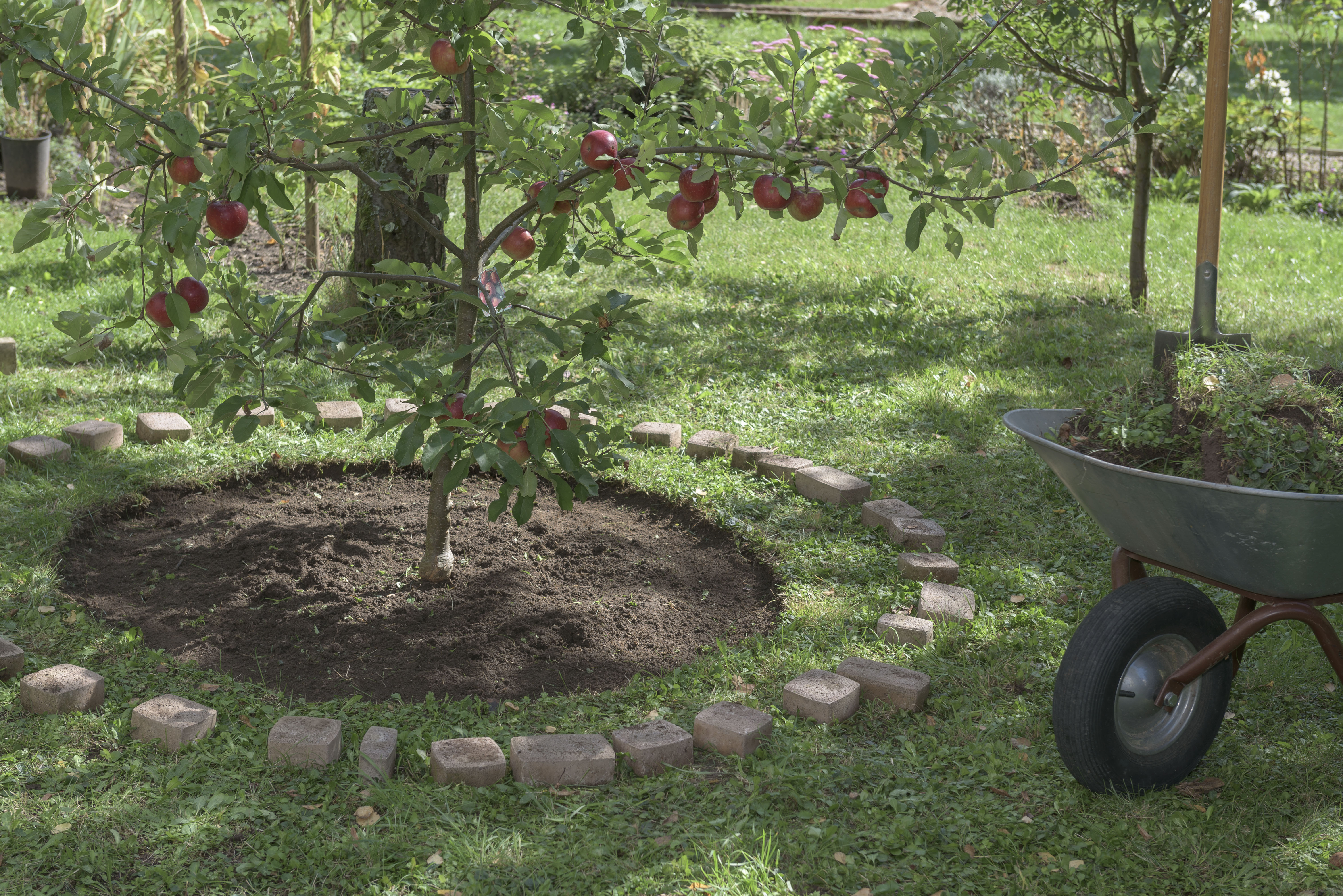 Gyümölcsfa a kertben kiemelt gyepszőnyeggel a fatörzs körüli szegélyhez lerakott kövek között