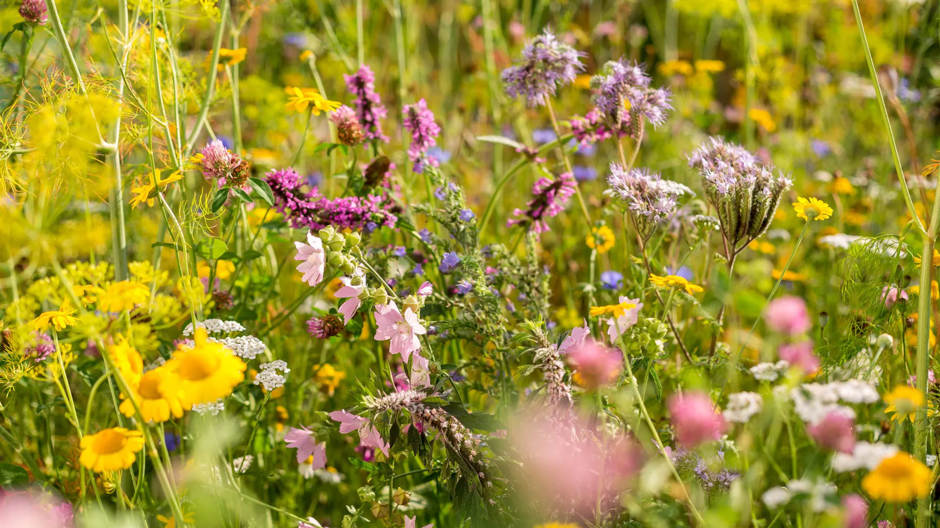 Bunte Blühpflanzen im Garten