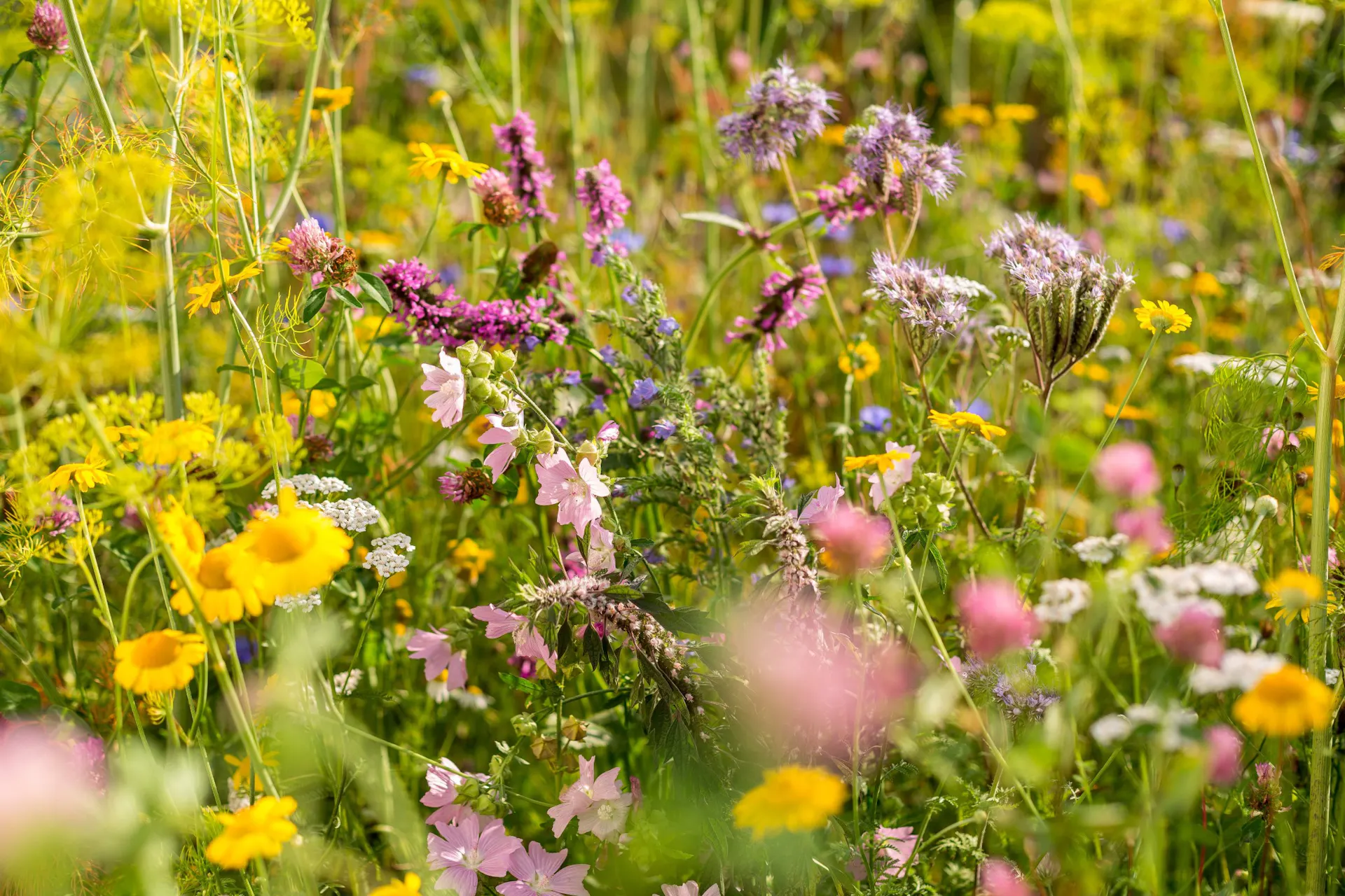Diversité de fleurs dans un jardin accueillant pour les abeilles