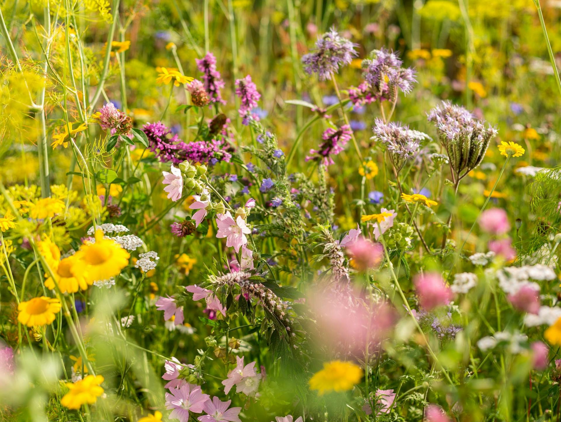 Varietà di fiori in un giardino accogliente per le api