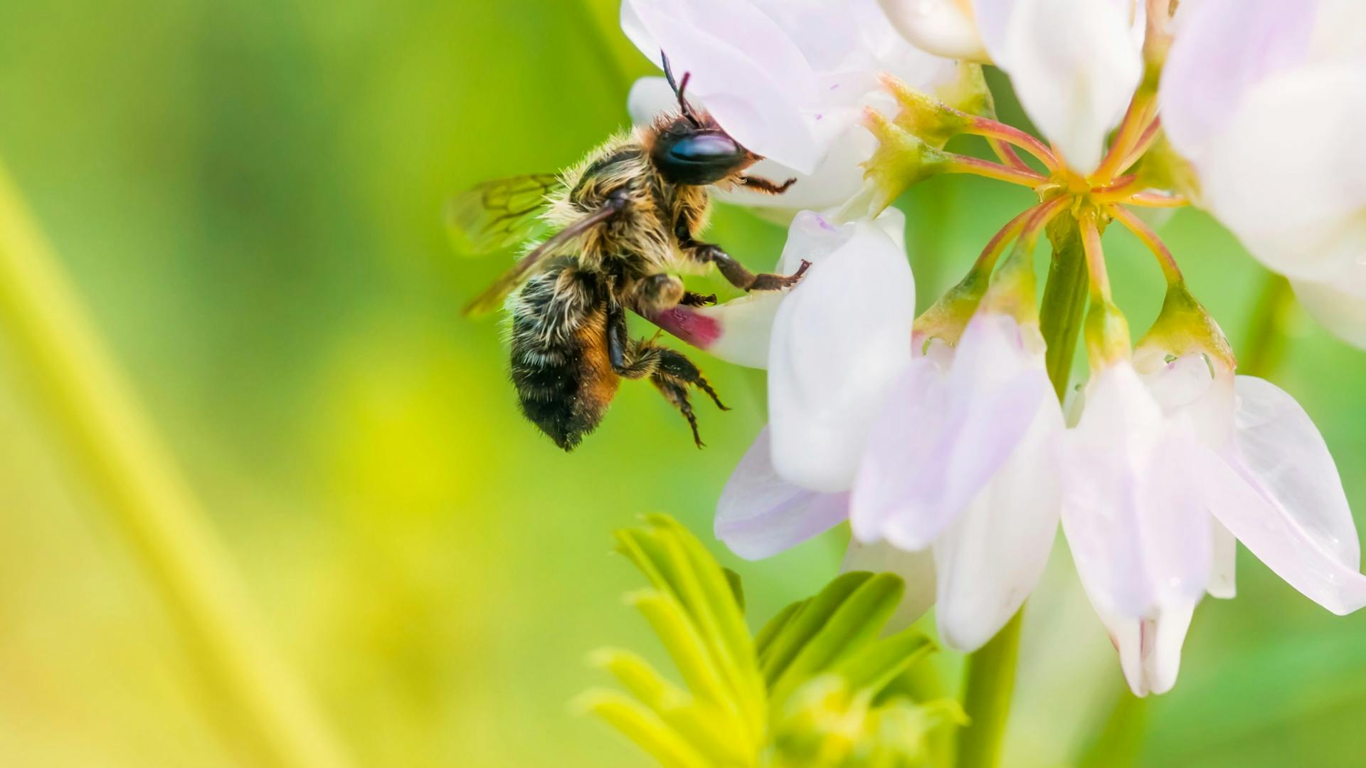 Bienenfreundlicher Garten