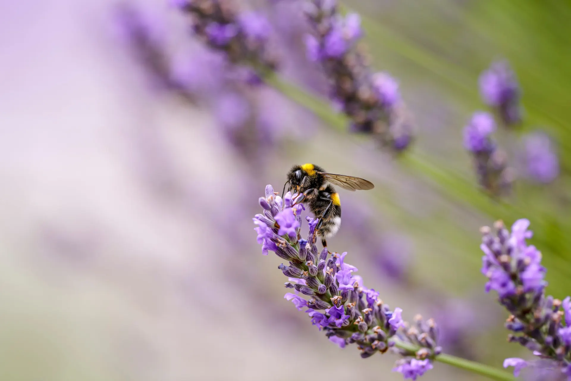 Abeille à fleur de la lavande