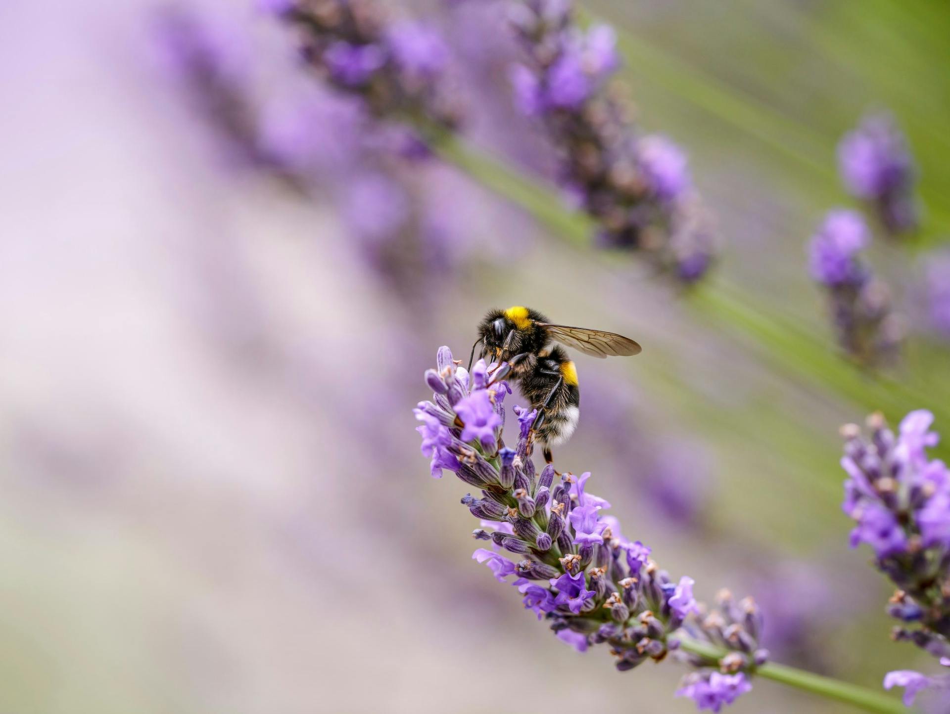 Ape su fiore di lavanda