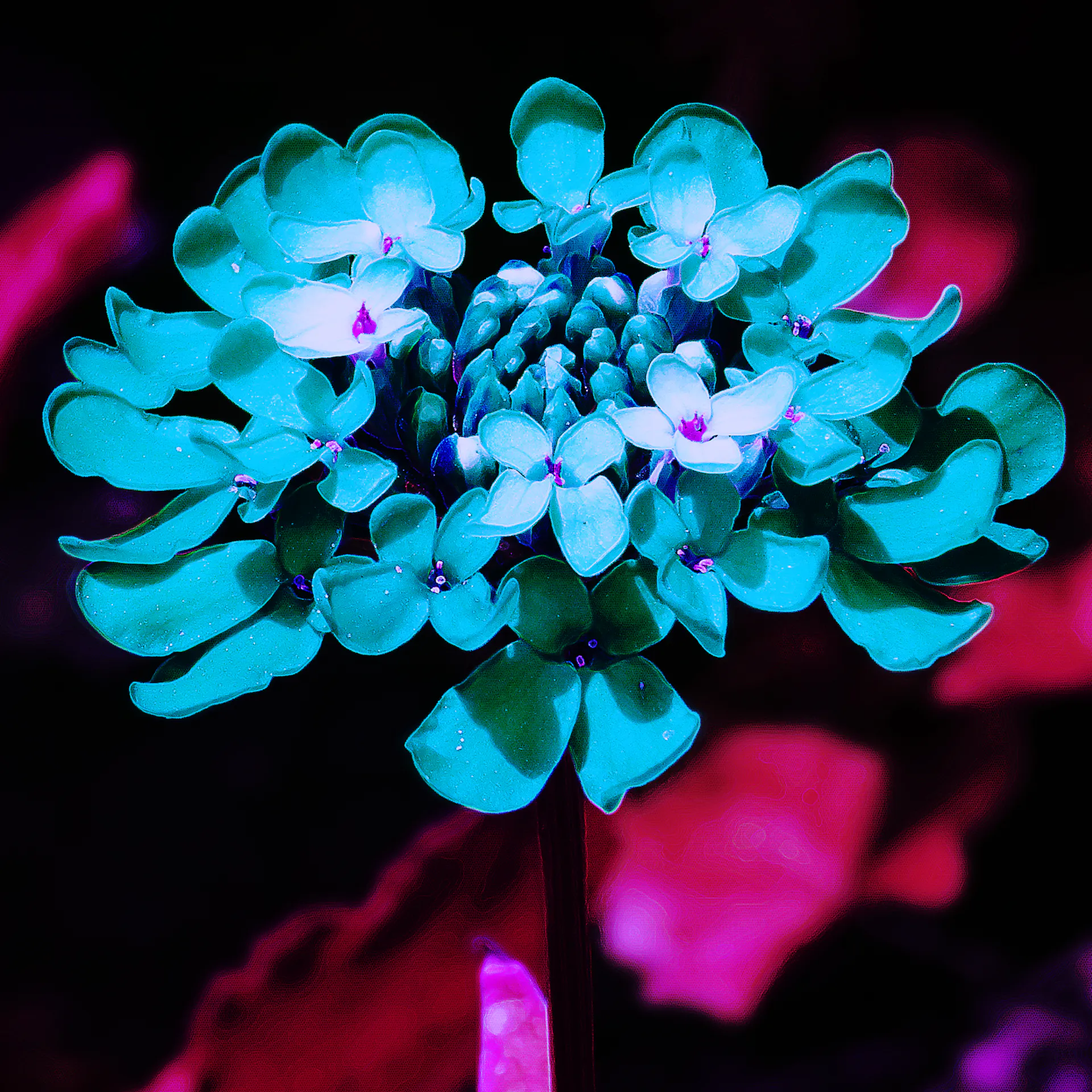 Fleur bleue sur fond rouge