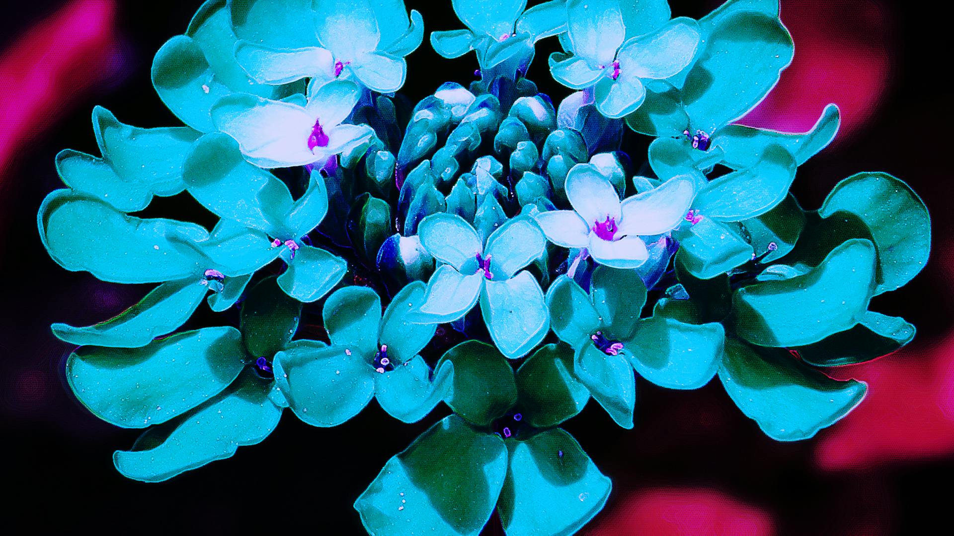 Fiore blu su fondo rosso