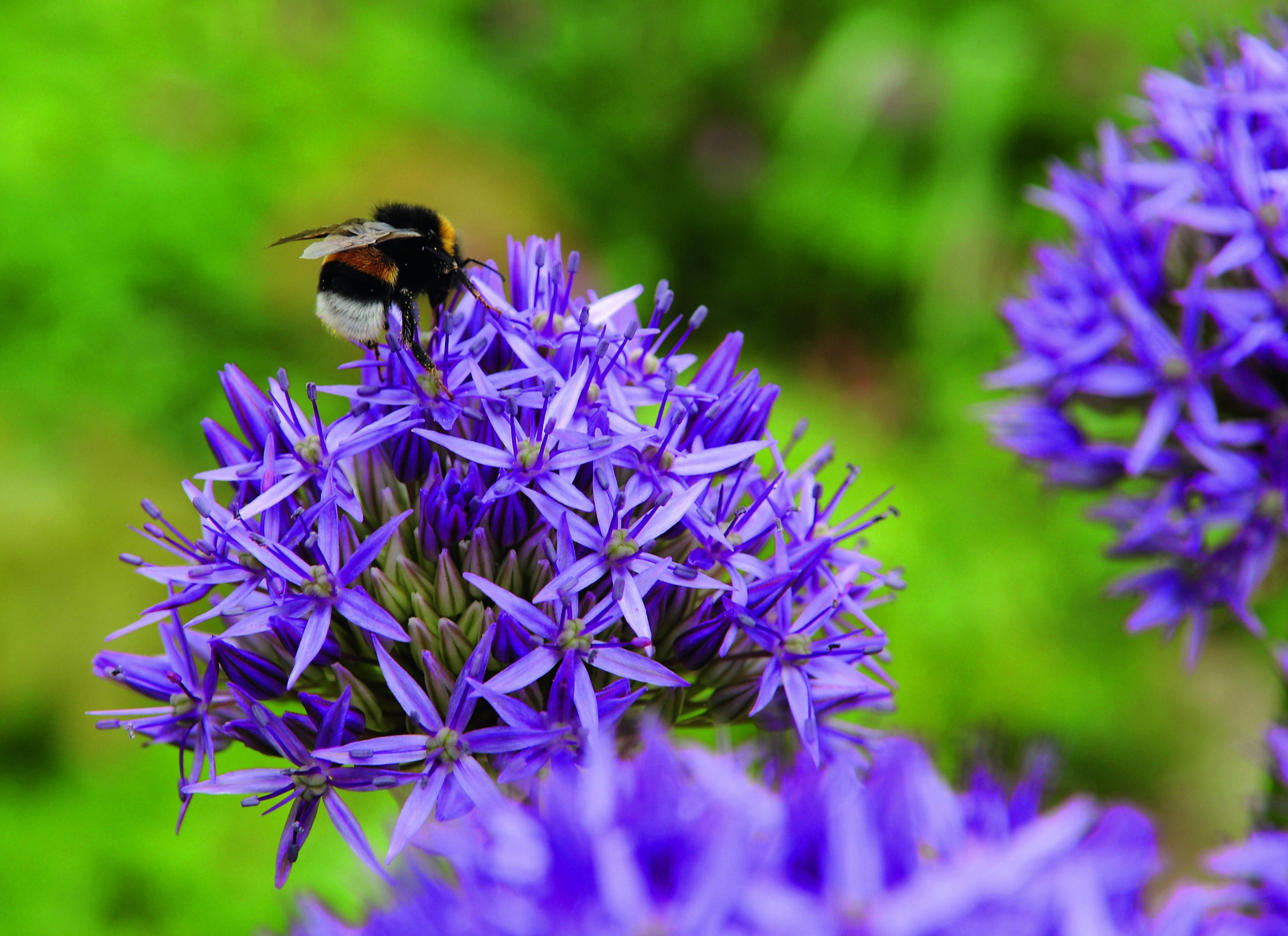 Bombo su fiore viola