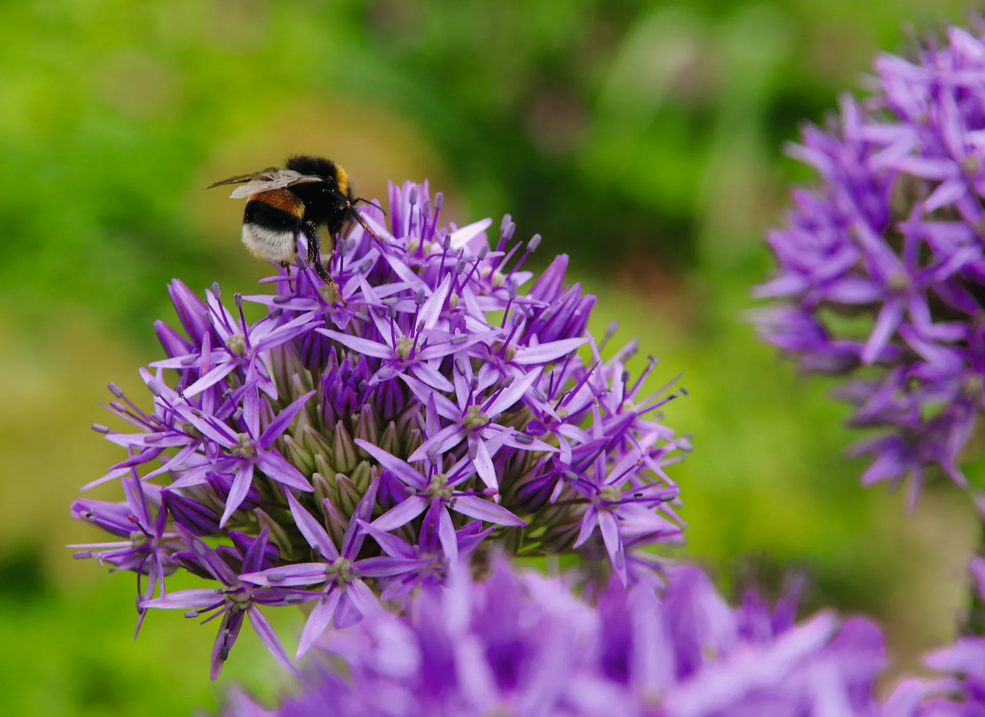 Un bourdon sur une fleur violette.