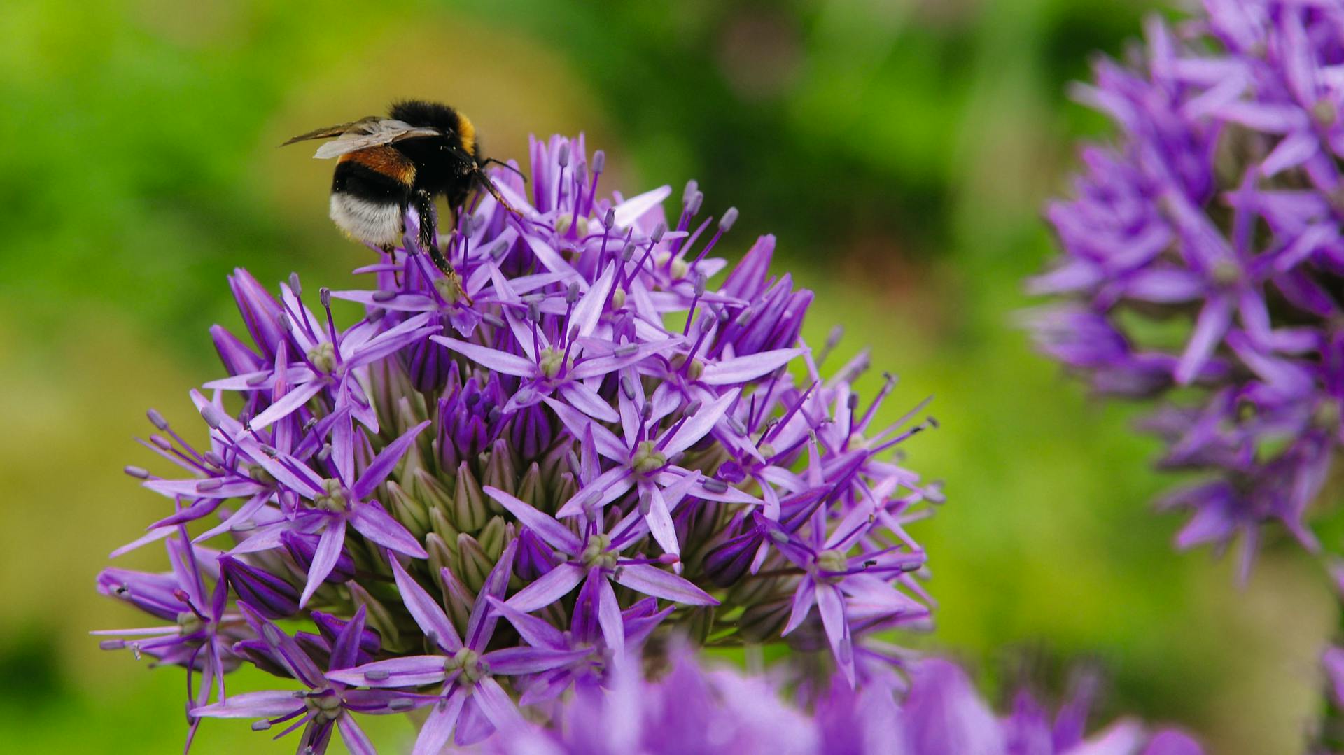 Bombo su fiore viola