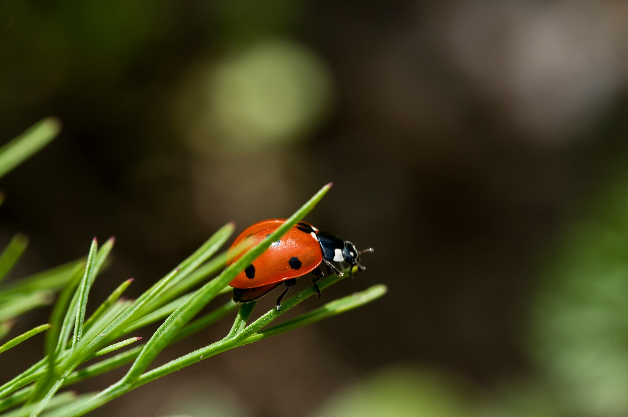 Coccinelle su ramo verde come insetto utile in un giardino amico delle api