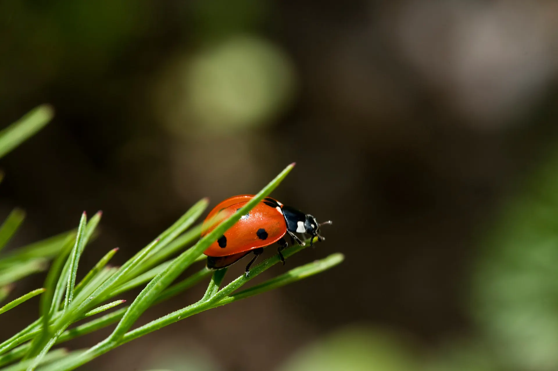 Coccinelle sur branche verte comme insecte utile dans un jardin accueillant pour les abeilles