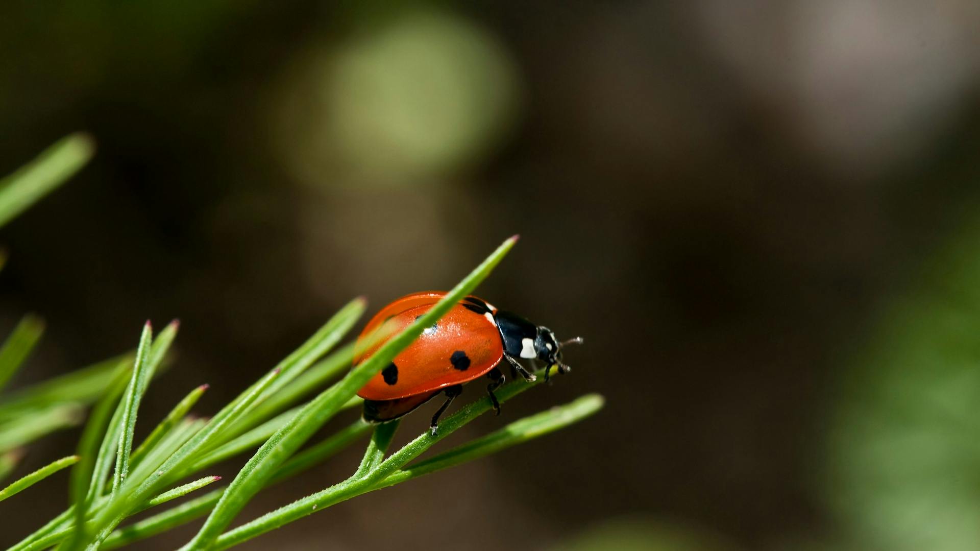 Ein Marienkäfer sitzt auf einem Blatt.