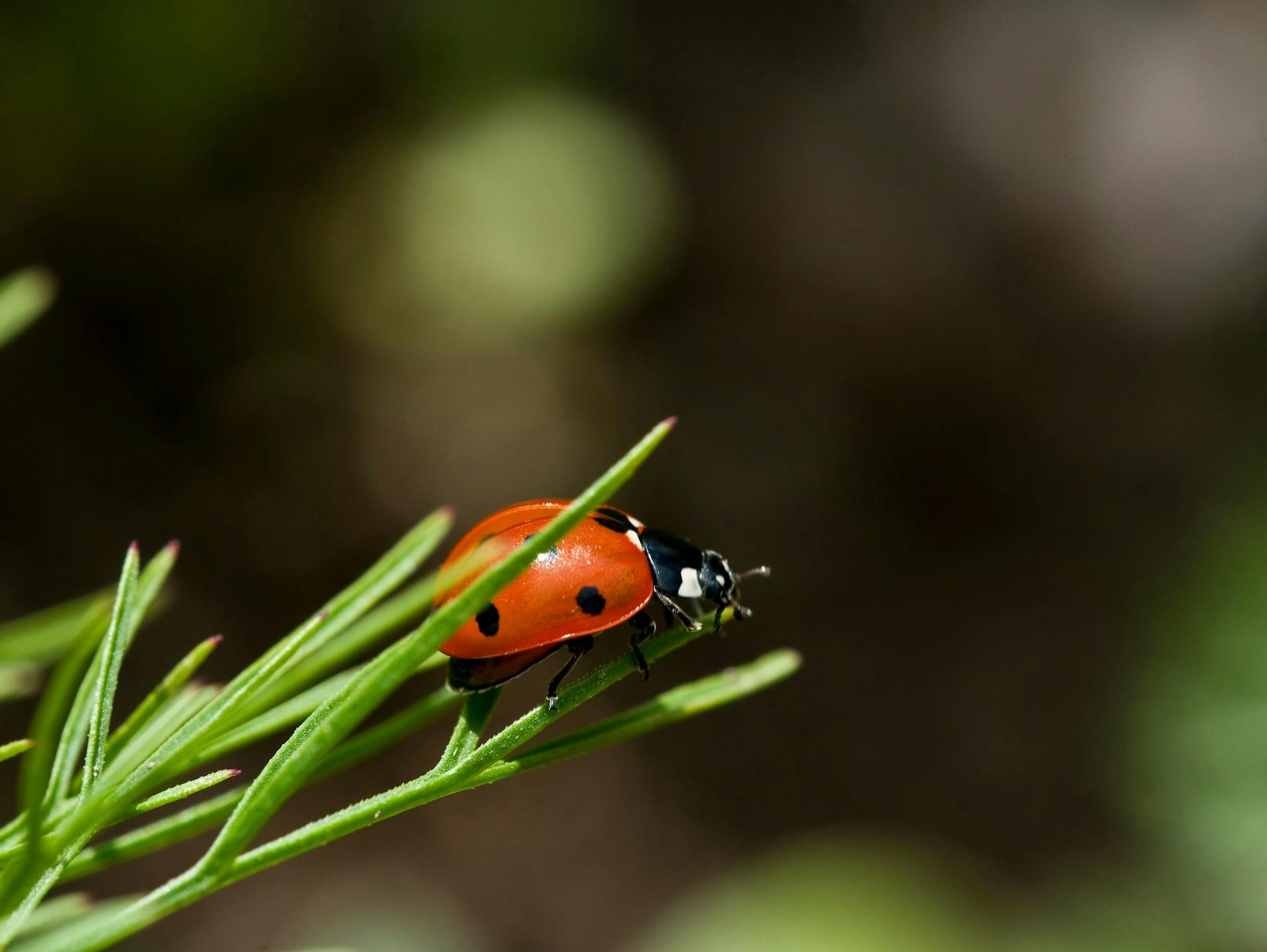 Coccinelle su ramo verde come insetto utile in un giardino amico delle api
