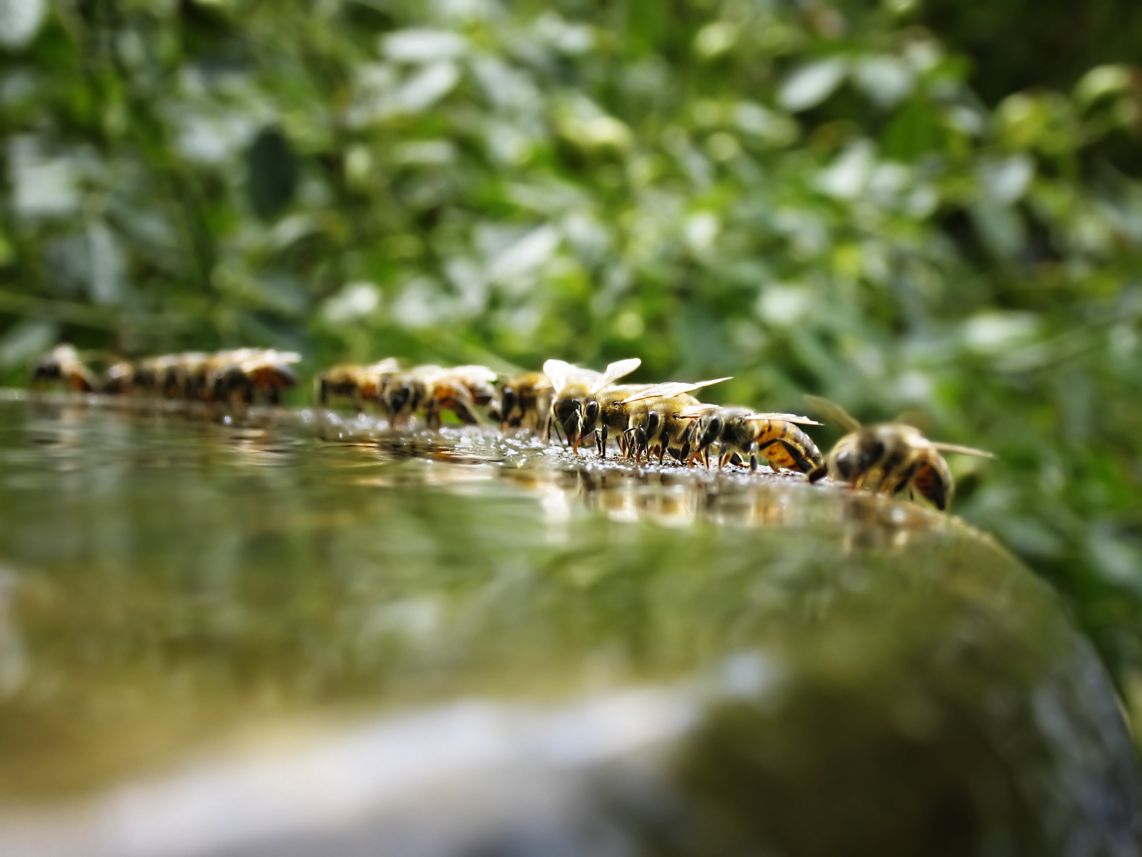 Trinkende Wespen und Bienen an einer Wasserstelle im Grünen