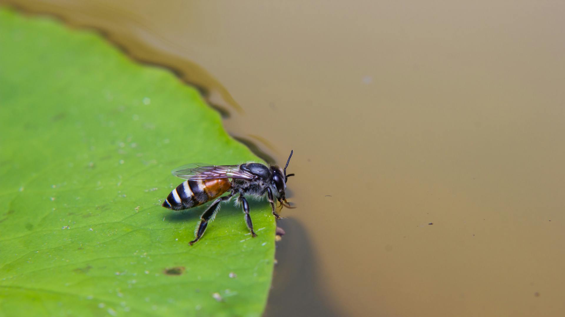 Biene trinkt auf einer Seerose in einem Teich