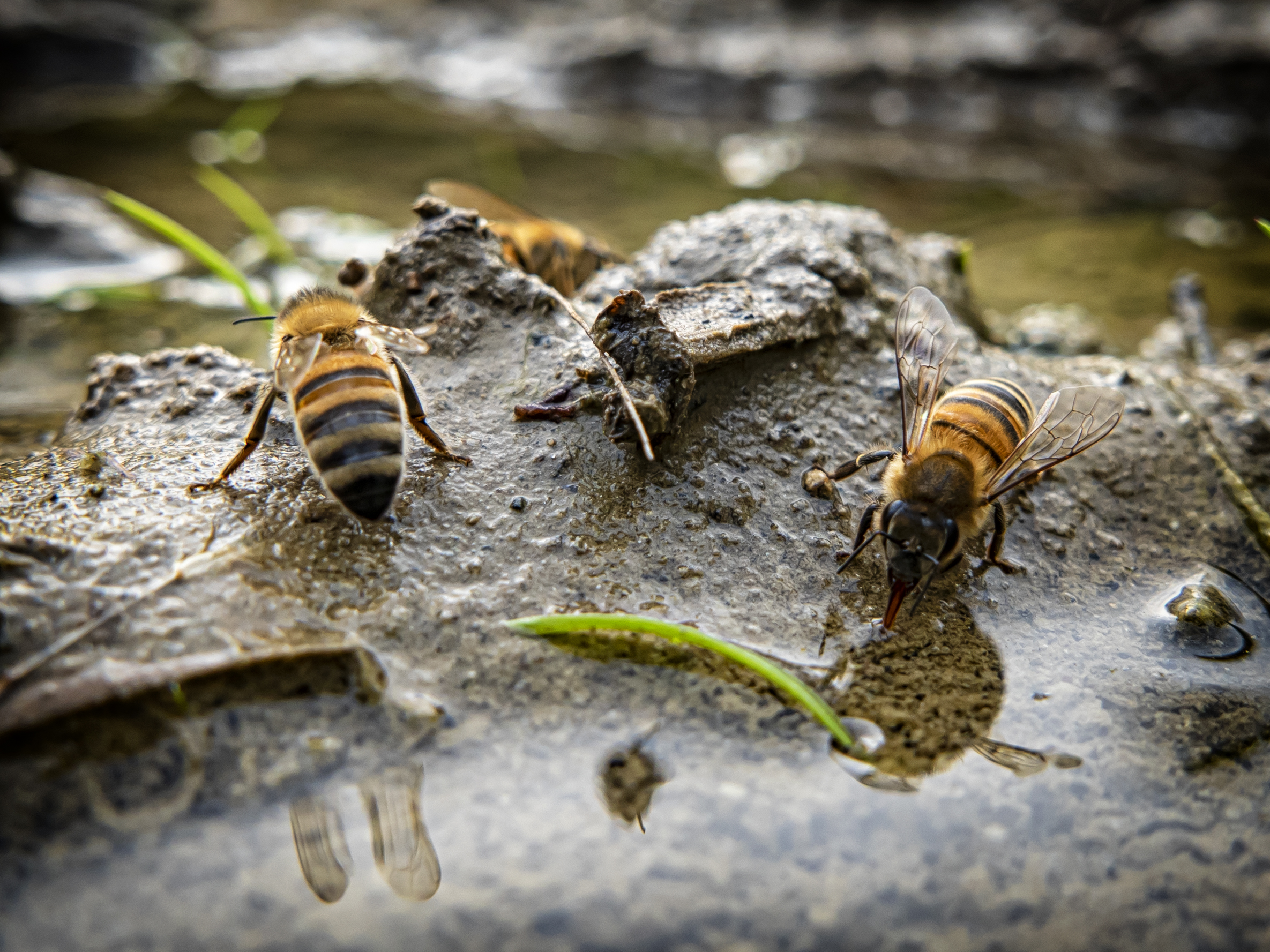 Bienentränke selber bauen Anleitung und Tipps OBI