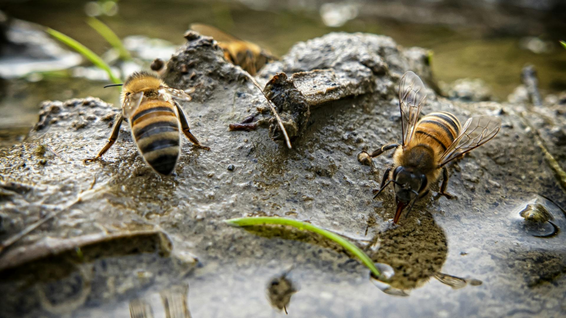 Bienen trinken Wasser auf einem schlammigen Stein am Bach oder Teich