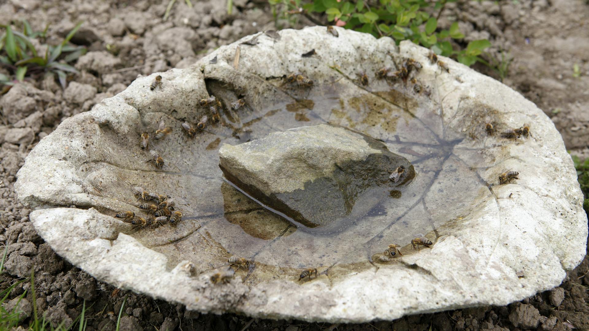 Bienentränke mit Wasser