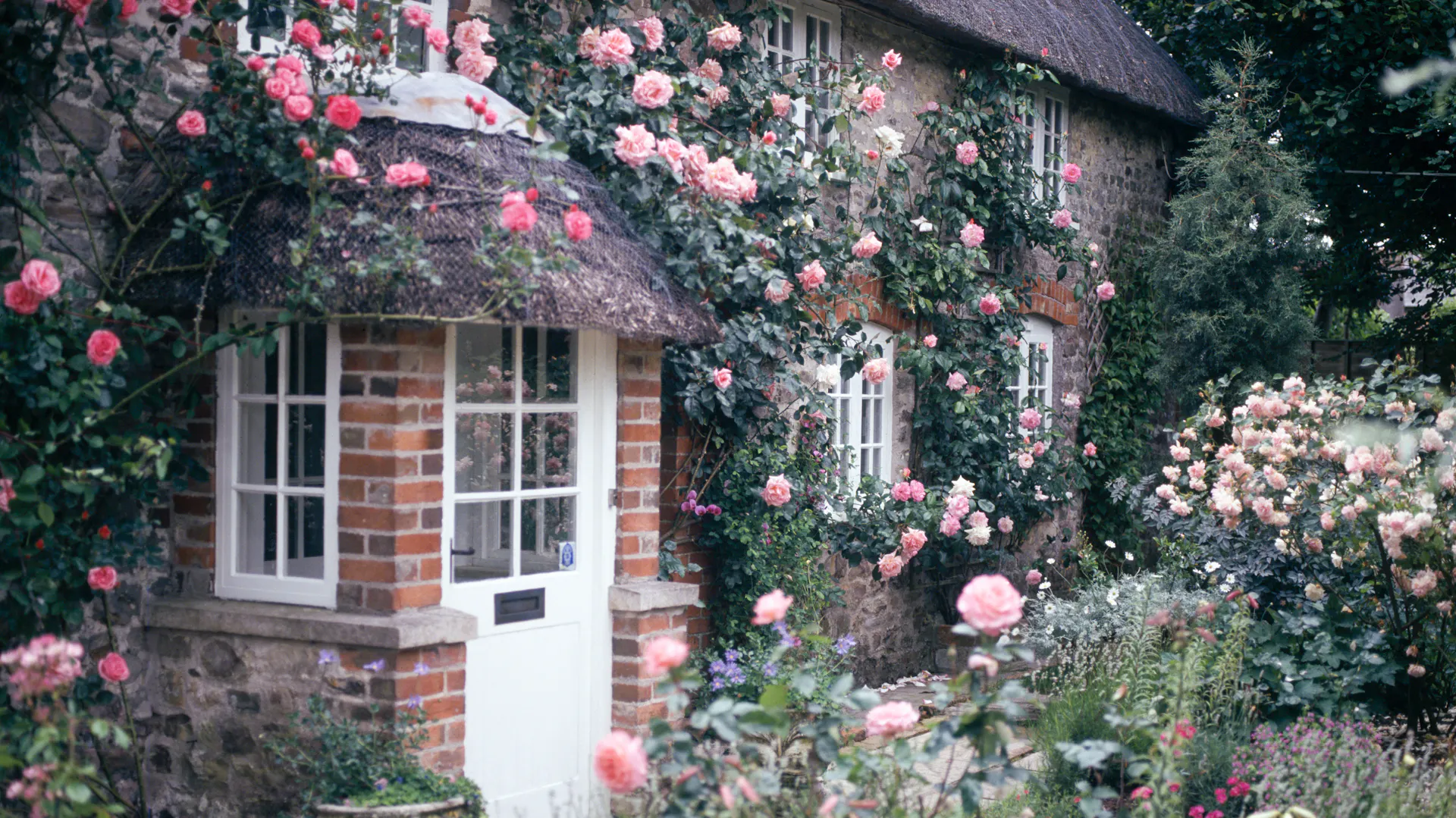 Haus mit Kletterrosen bewachsen im Cottage Garten