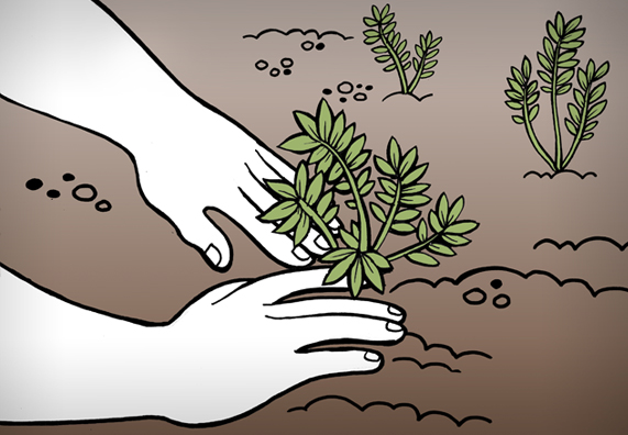 A növényeket, például az alacsony és kis talajlabdás évelőket, beültetik a tetőn elhelyezett ültetőközegbe, és a földbe nyomkodják.