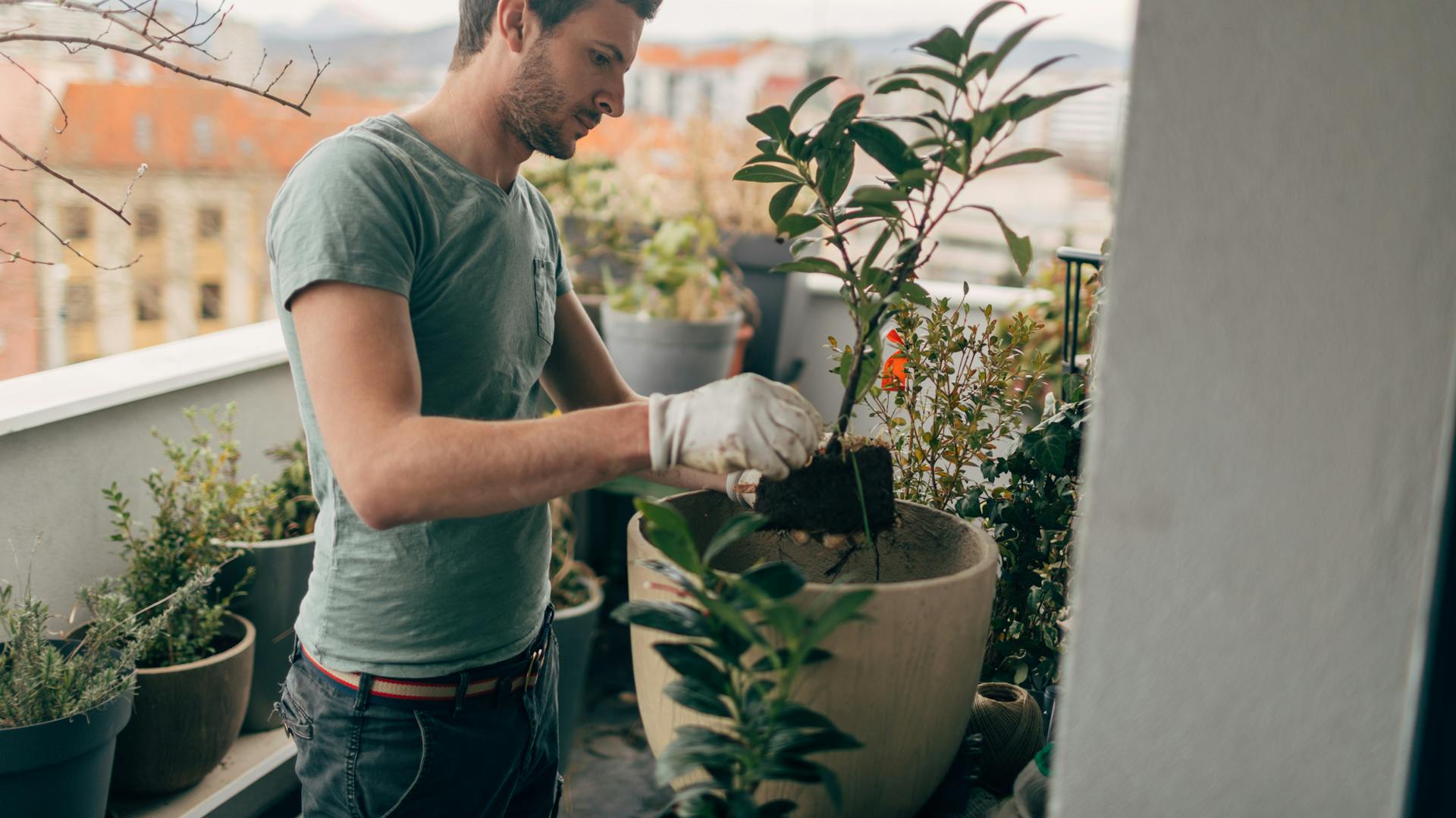 Egy férfi egy dézsás növényt ültet az előtte lévő cserépbe.