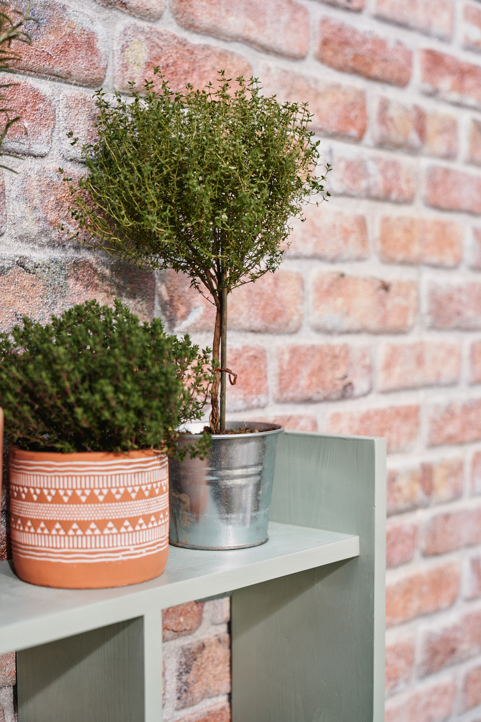 Police grilovacího stolu s rostlinami