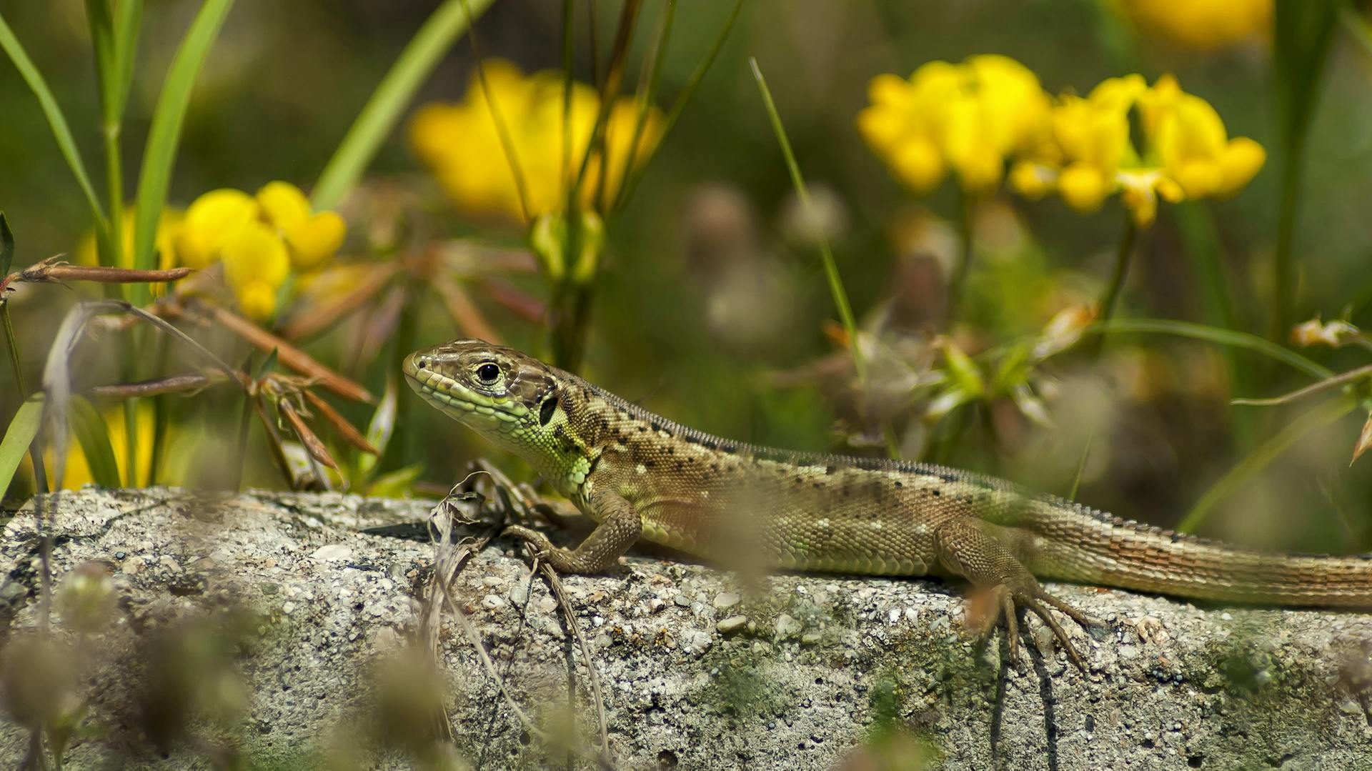 Eine Eidechse im Garten