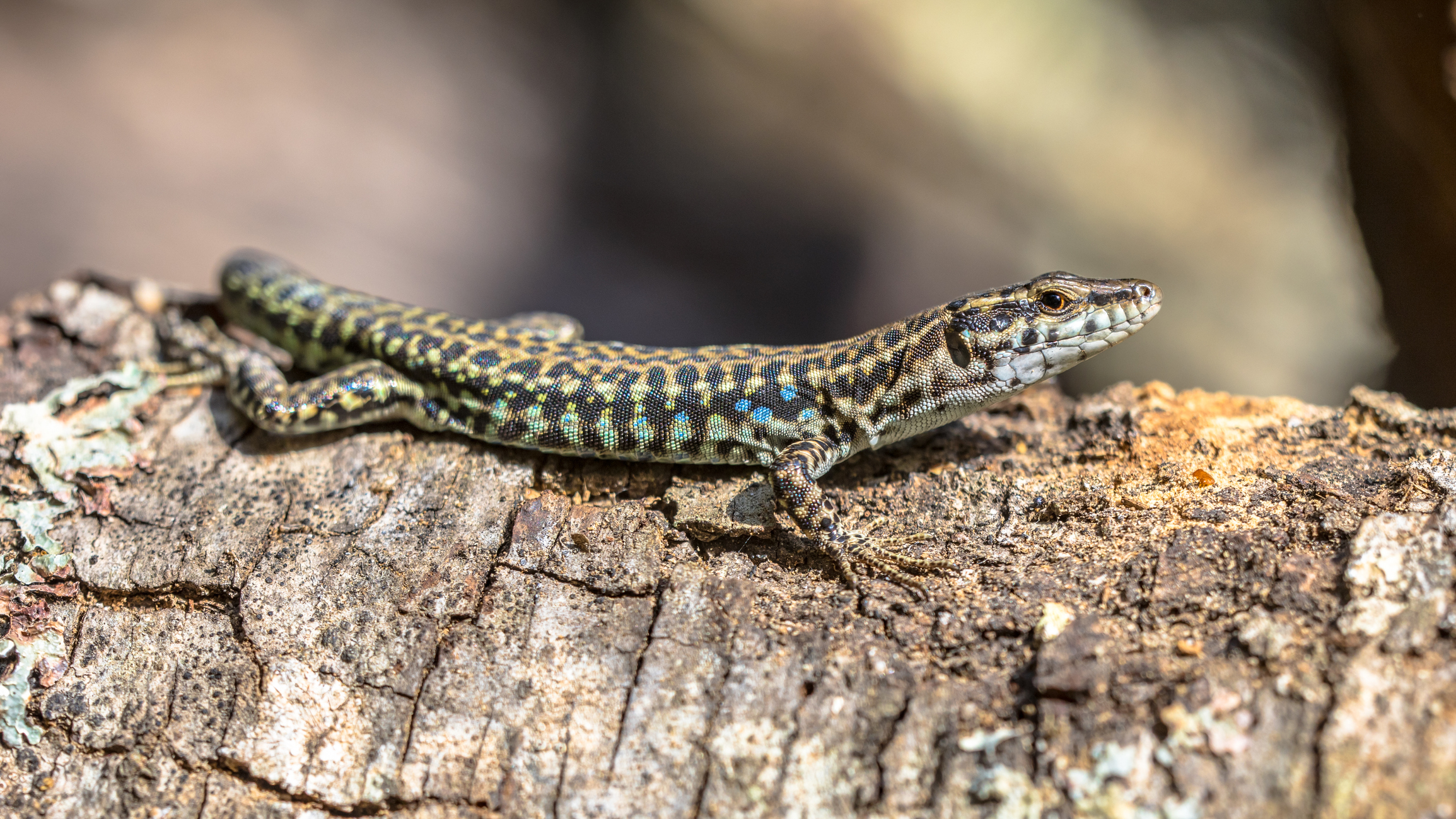 Eidechsen im Garten Lebensraum im Naturgarten OBI