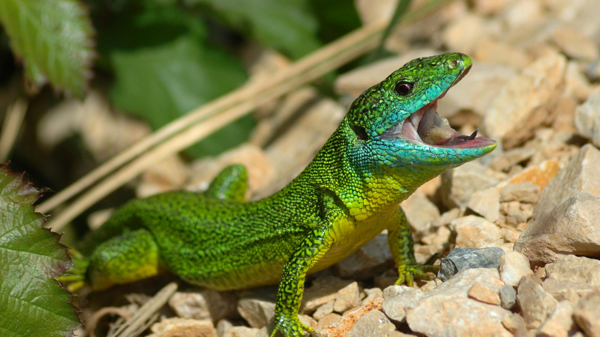 Зеленая ящерица фото Зеленая ящерица фото