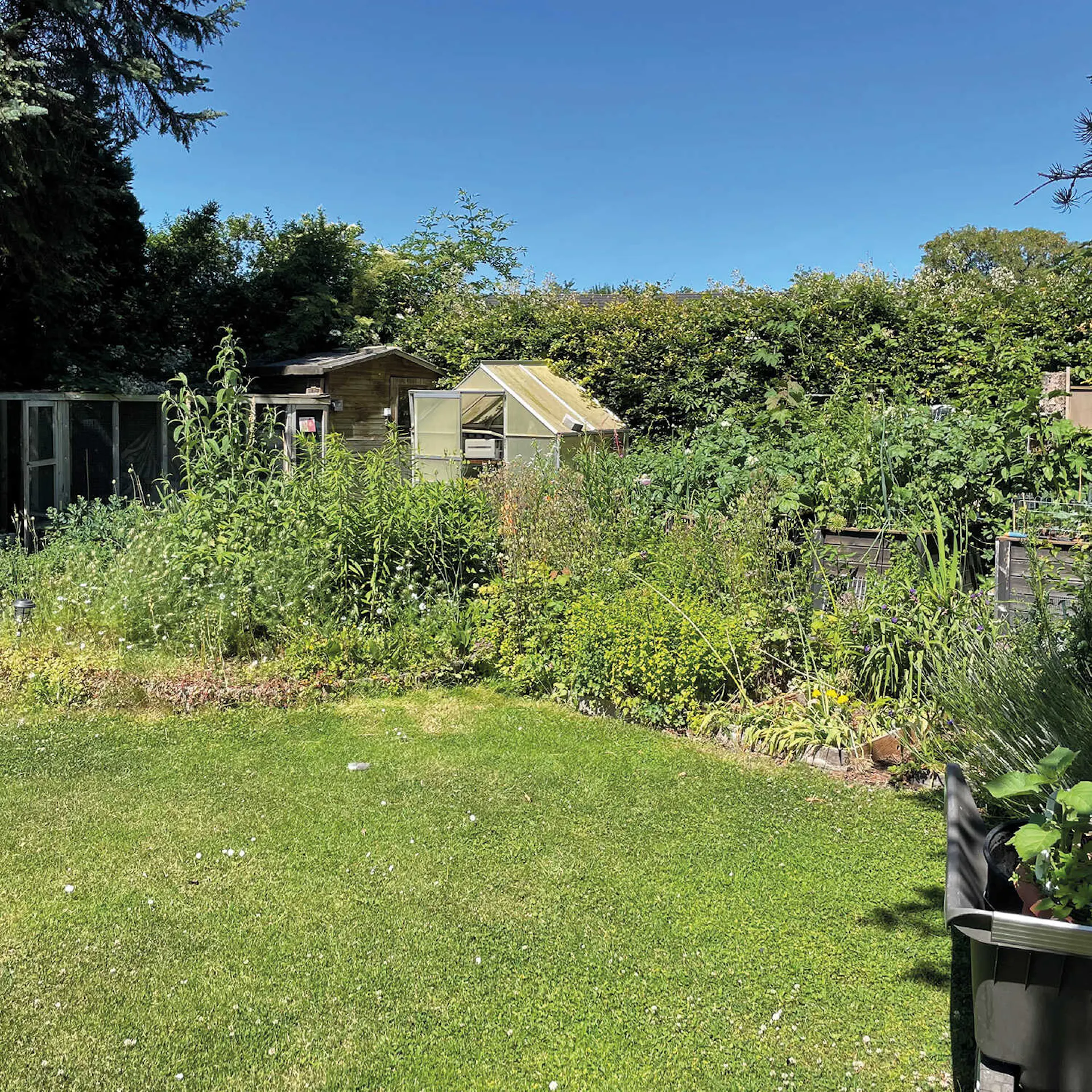 Ein Garten mit vielen Pflanzen, vor denen ein Rasen ist