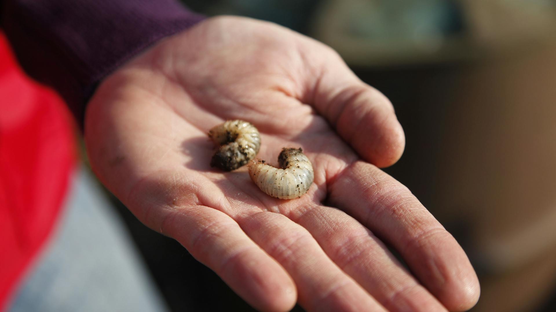 Zwei Engerlinge auf einer Handfläche