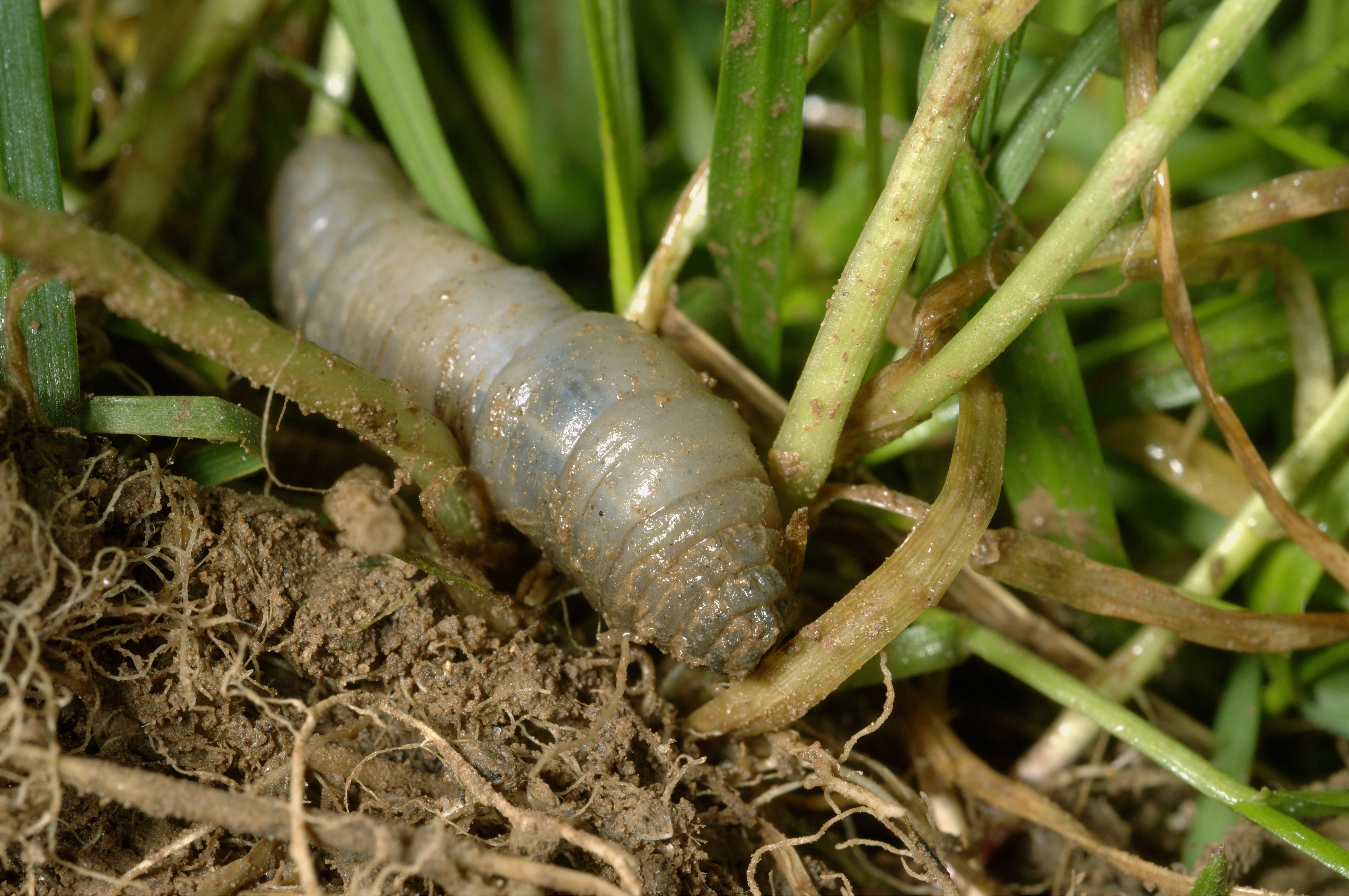 Engerlinge: Wissenswertes zu den Kferlarven | OBI