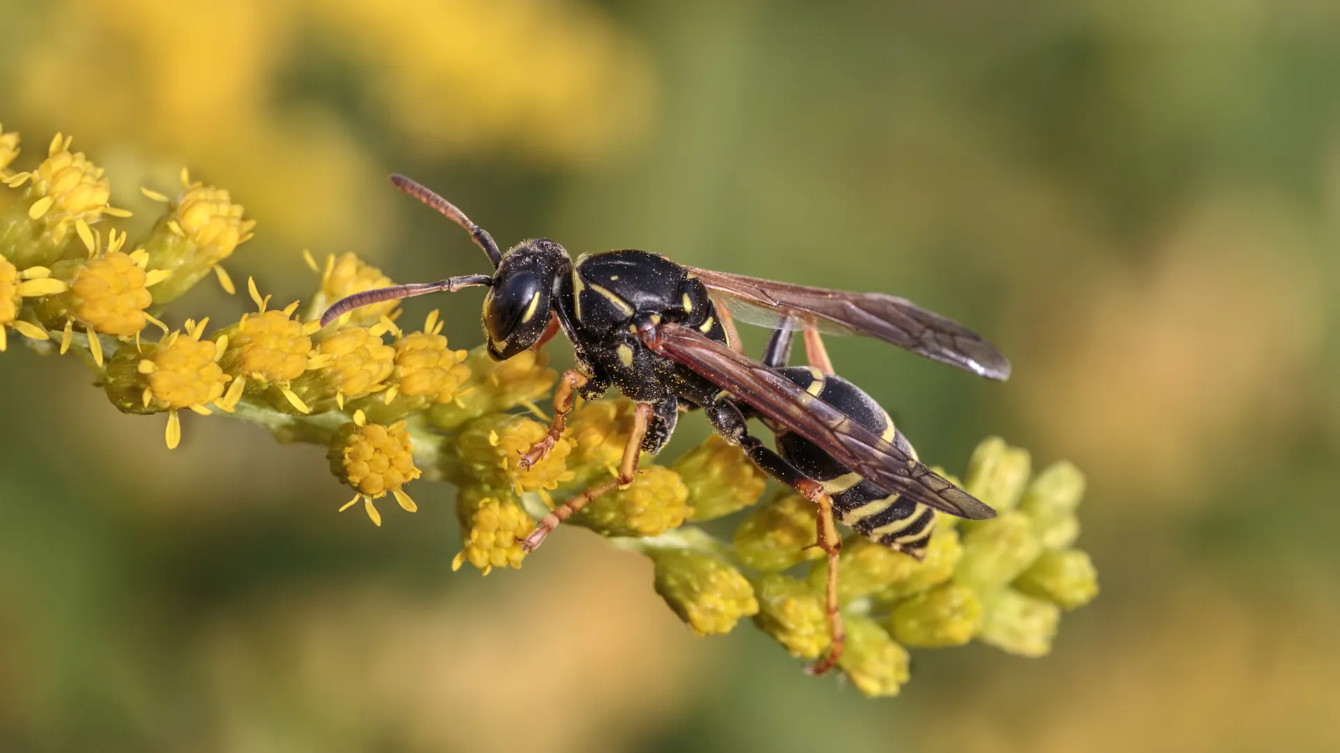Erdwespe auf Blüten