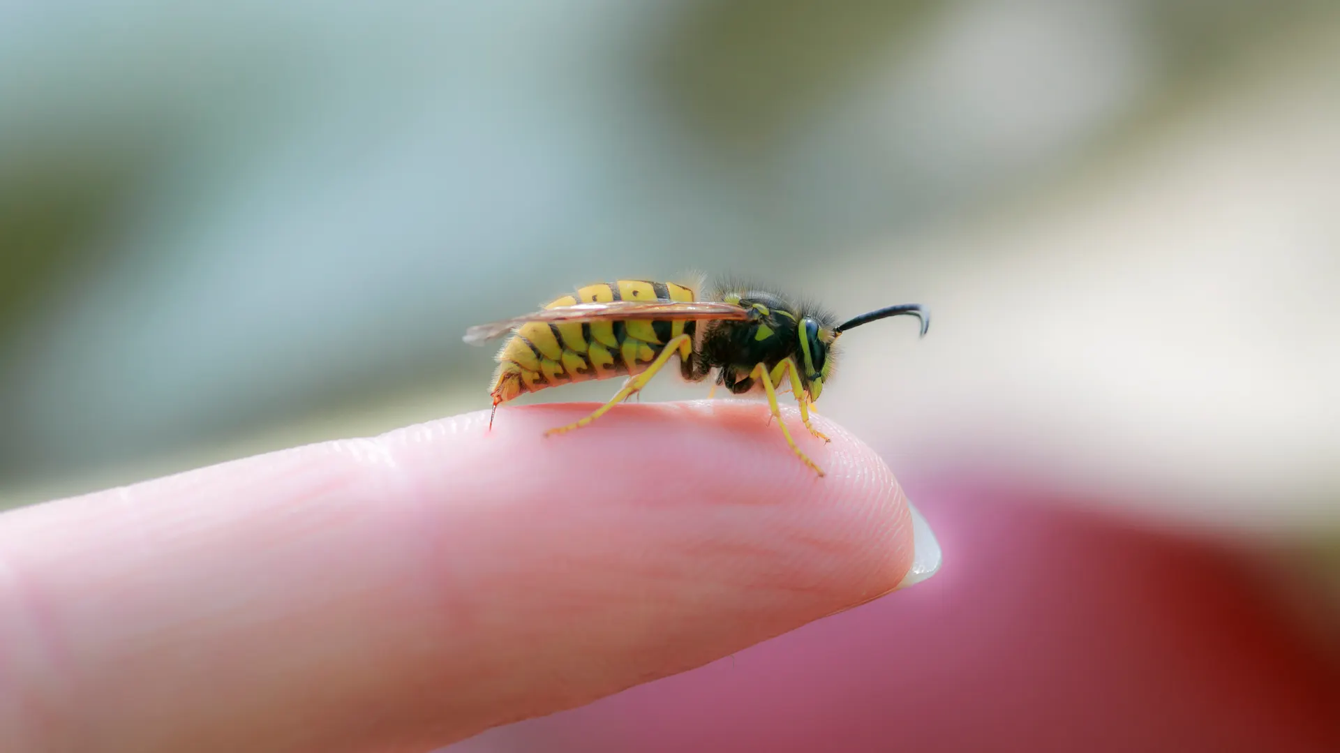 Eine Wespe sitzt auf einem Finger