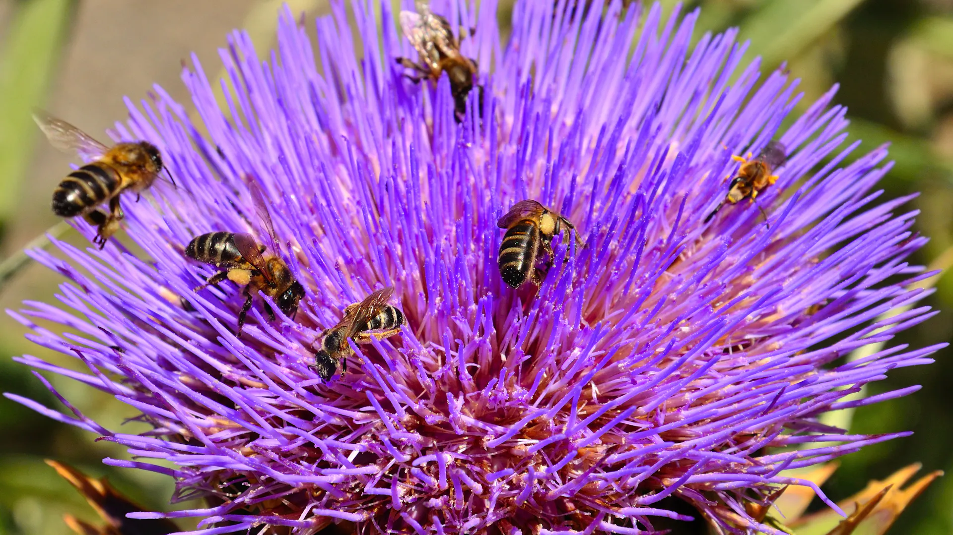 Erdwespen auf einer Blüte