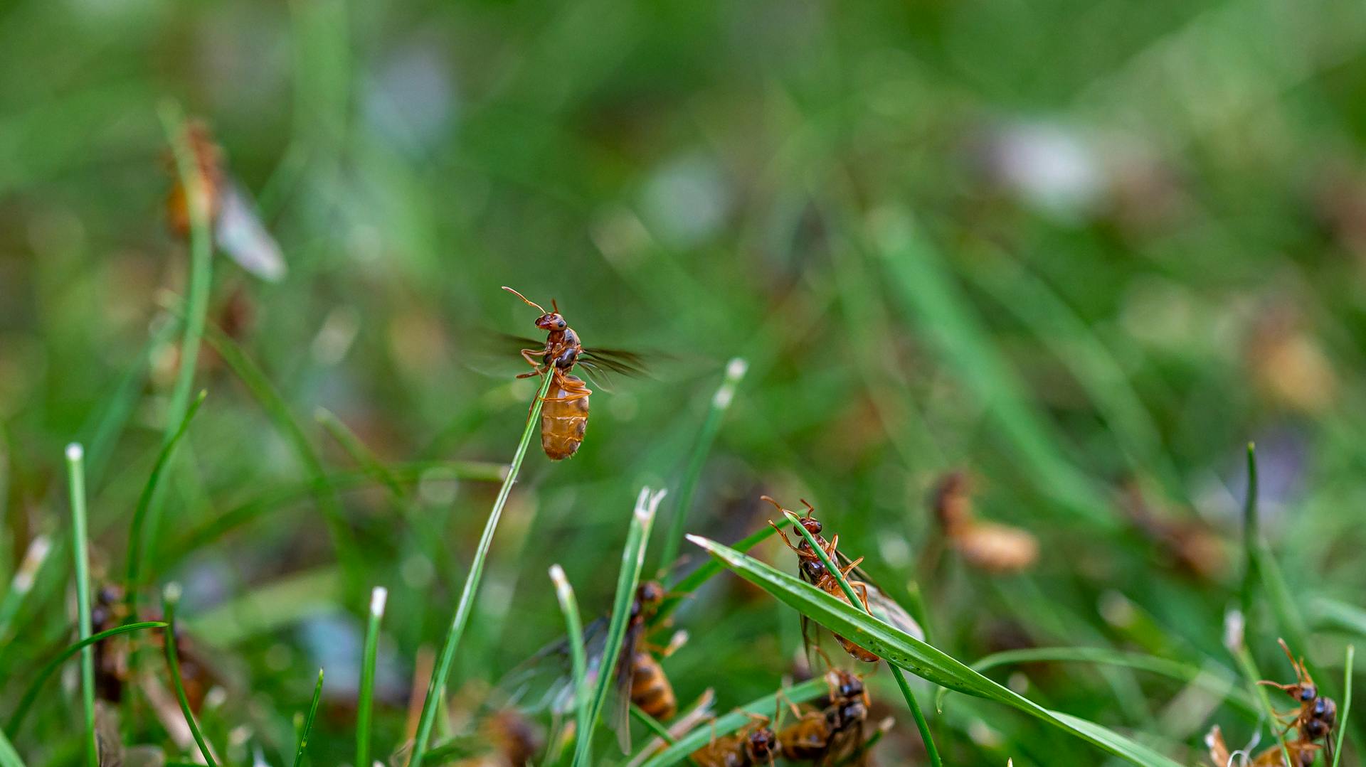 Fliegende Ameisen auf der Wiese.