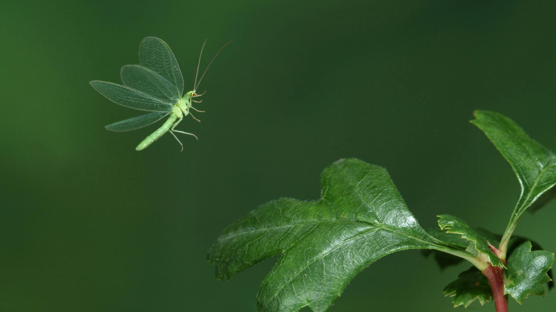 Eine Florfliege fliegt auf ein Blatt.