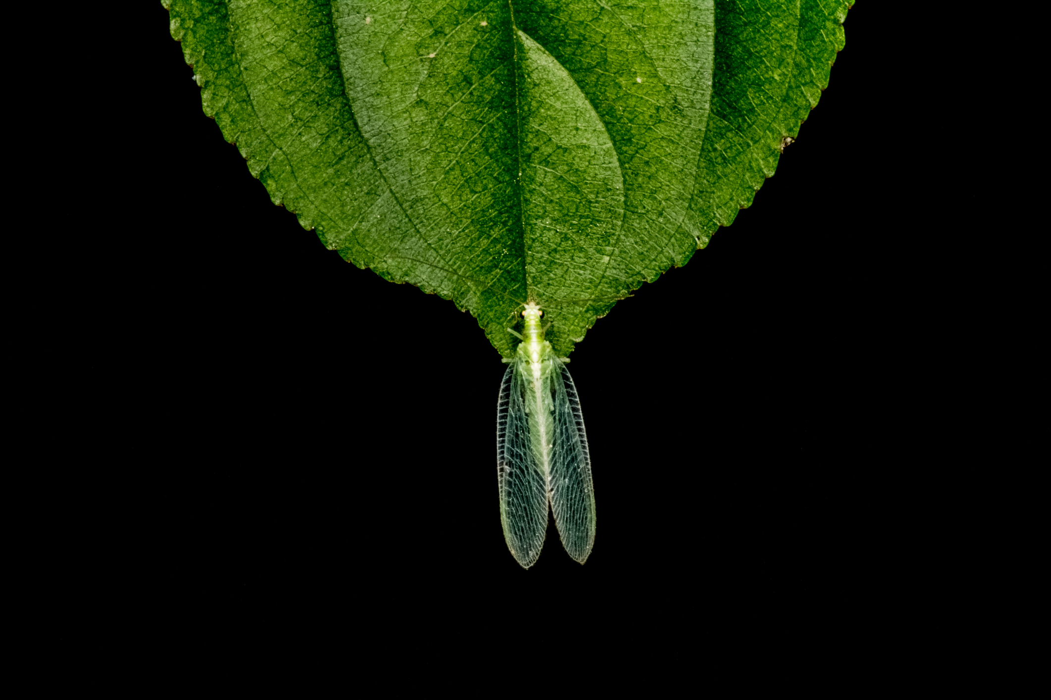 Eine Florfliege sitzt auf der Spitze eines grünen Blattes. 