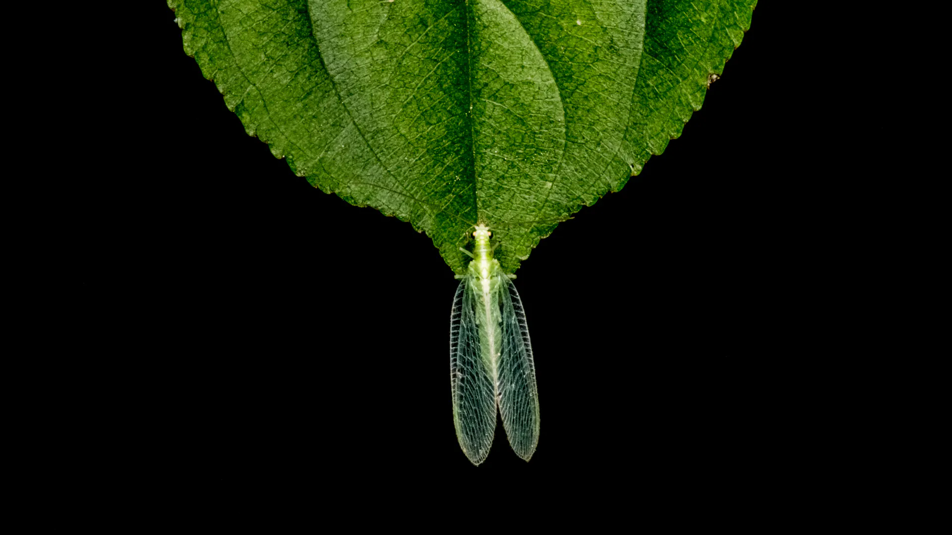 Eine Florfliege sitzt auf der Spitze eines grünen Blattes.