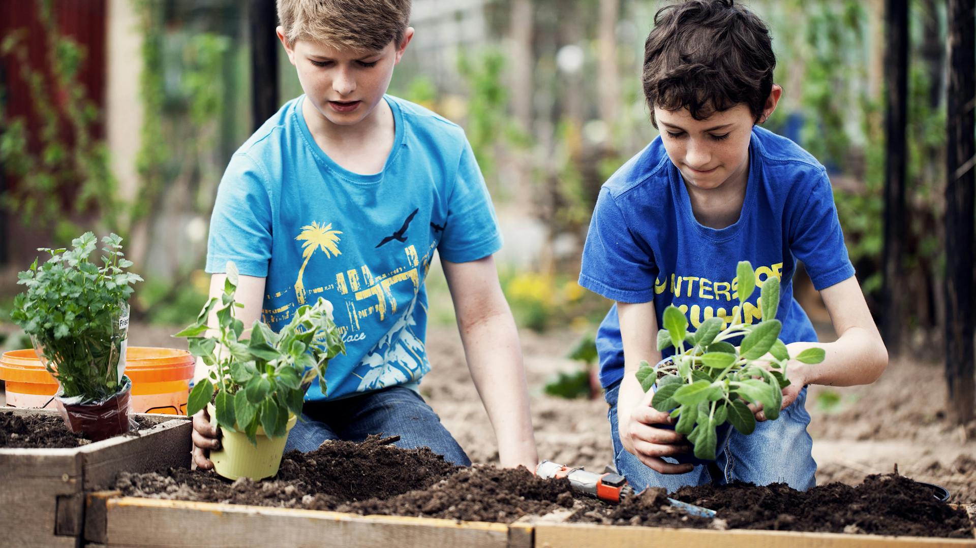 Due bambini piantano delle piantine nel terreno