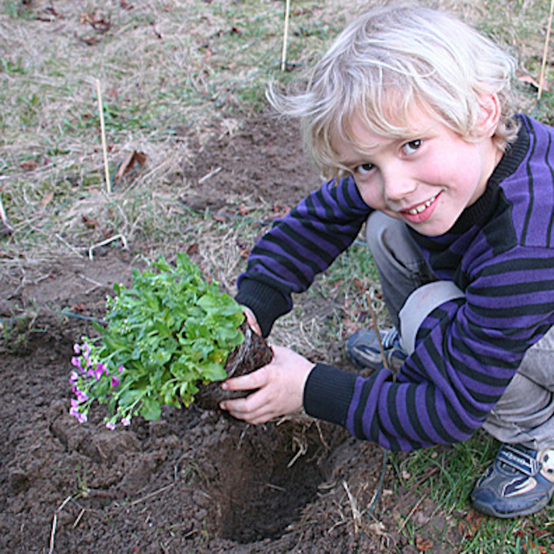 Un bambino pianta una piantina in un’aiuola appena realizzata.