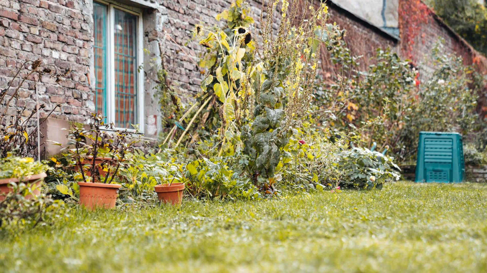 Progettazione del giardino naturale con piante locali