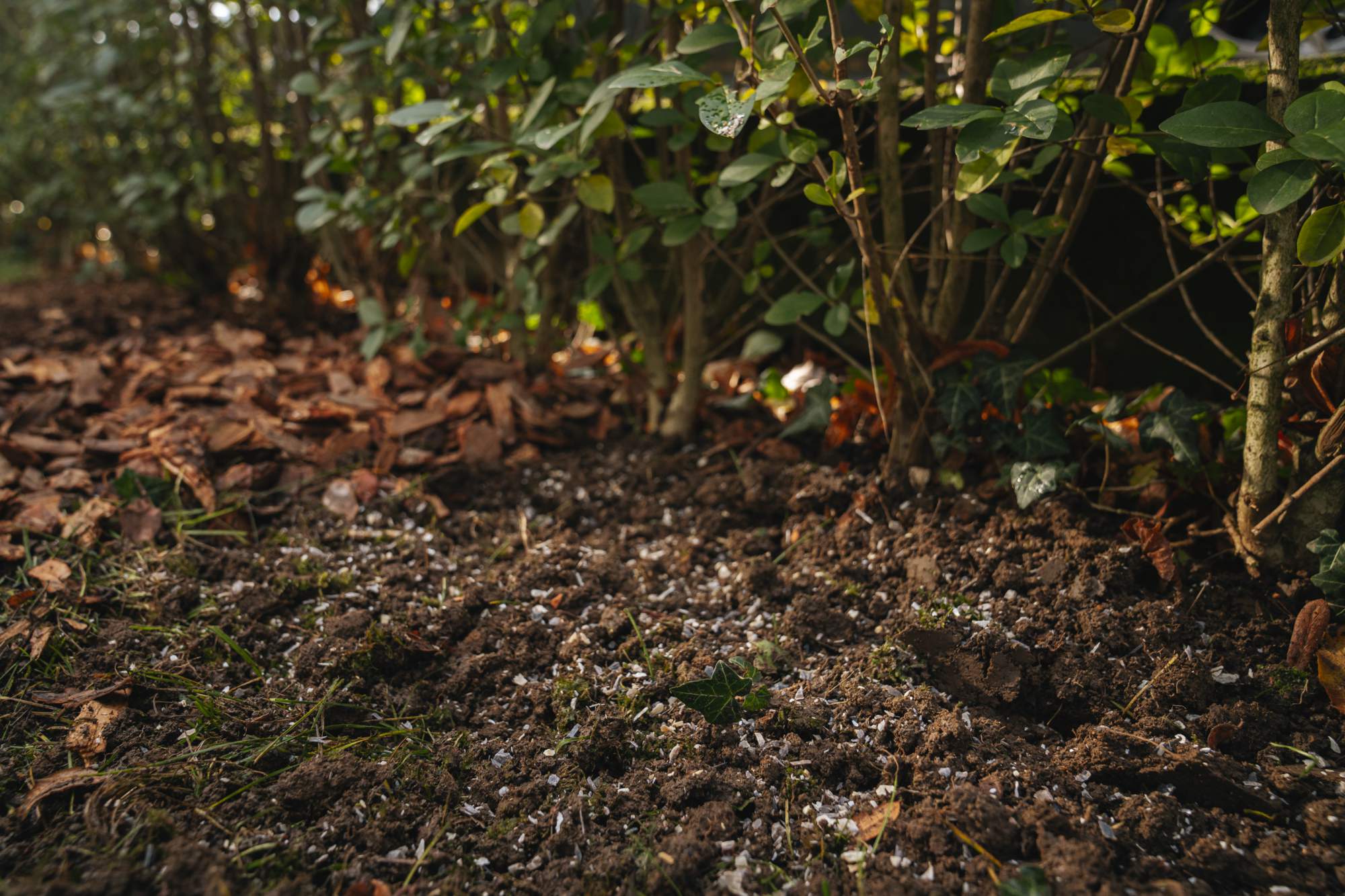 Terriccio sotto cespugli