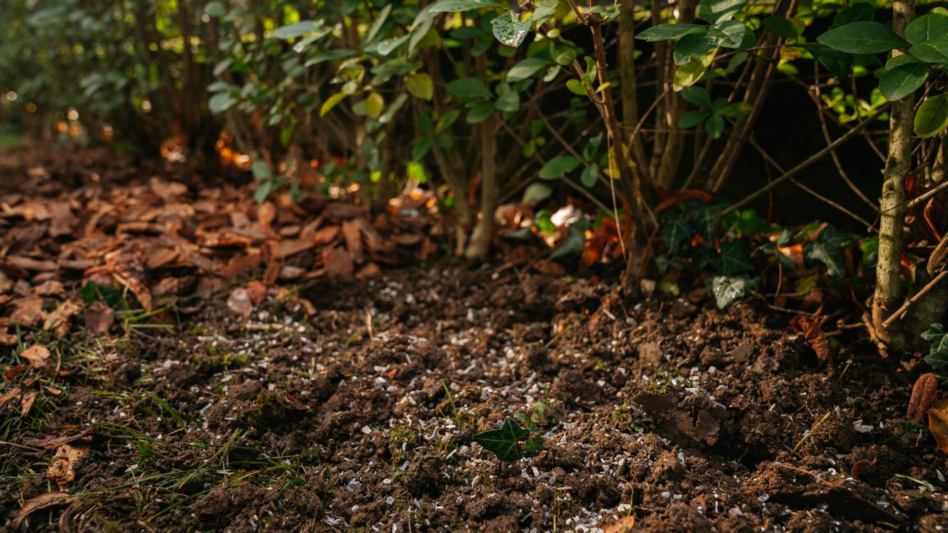 Terriccio sotto cespugli