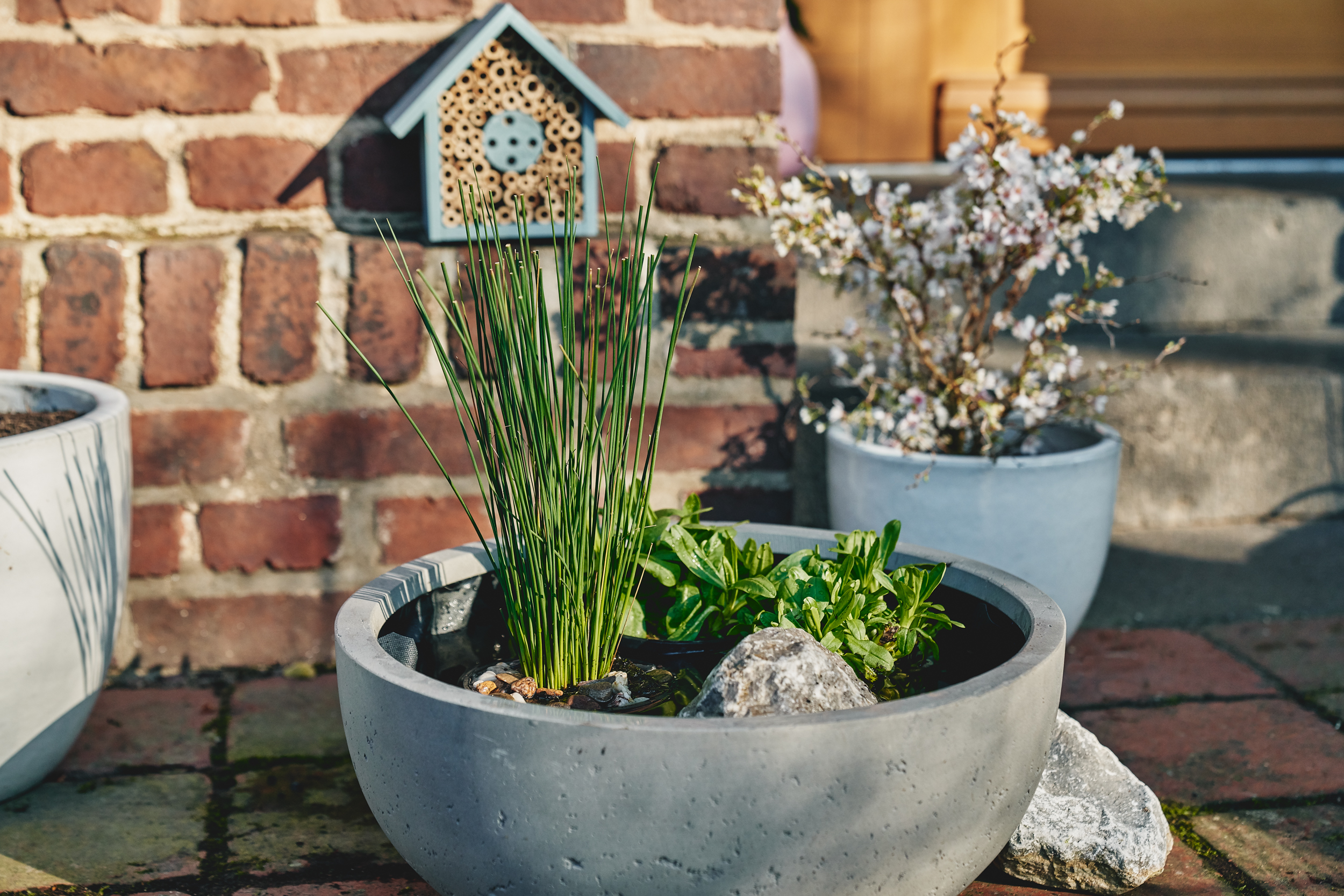 Mini laghetto con piante come abbeveratoio in un giardino naturale