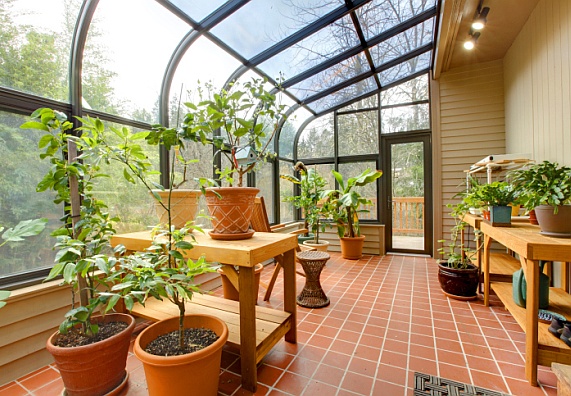 Piante in un giardino d’inverno